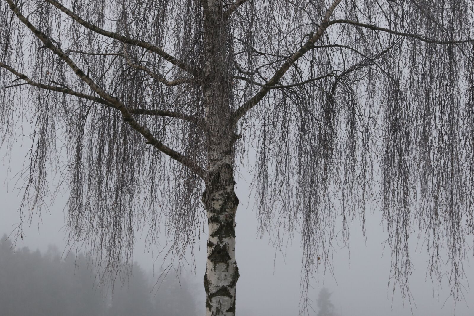 Canon EOS 7D Mark II sample photo. Tree, nature, winter photography