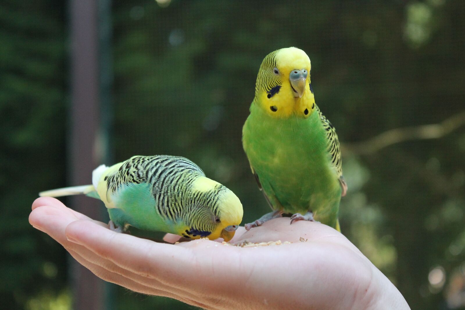 Canon EOS 1100D (EOS Rebel T3 / EOS Kiss X50) sample photo. Budgie, budgerigars, bird photography