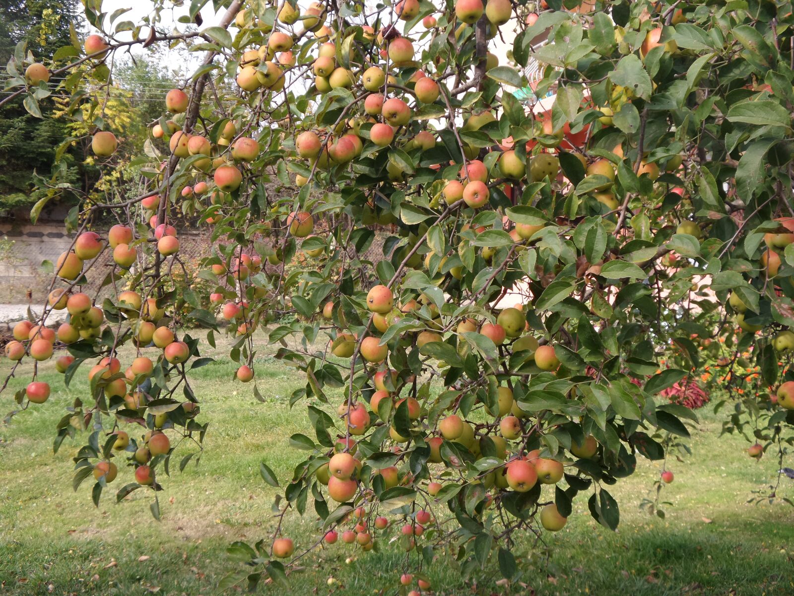 Samsung Galaxy K Zoom sample photo. Tree, apple, fruit photography