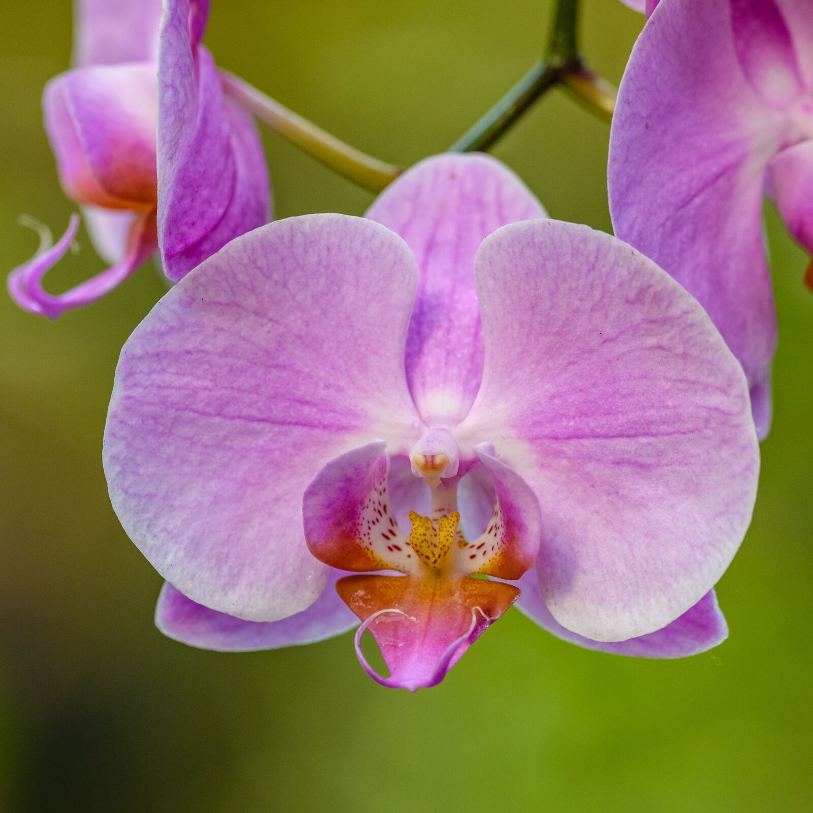 Nikon D850 sample photo. Orchid, flower, pink photography