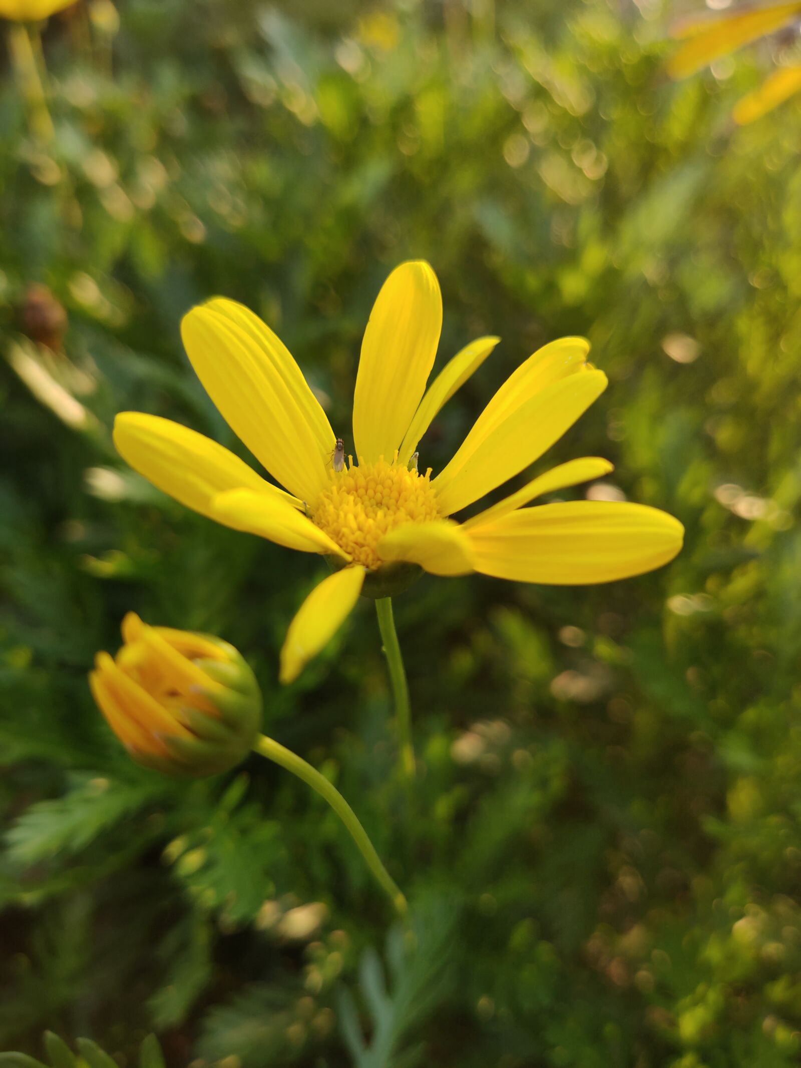 OPPO RENO 10X ZOOM sample photo. Yellow, flowering, flowers photography