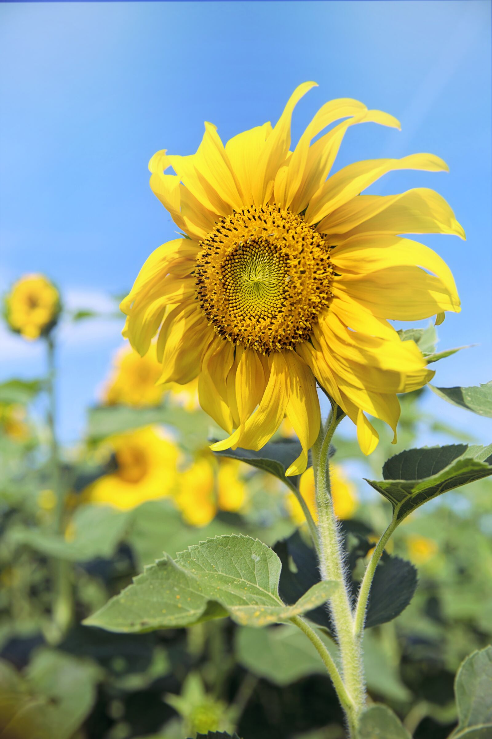 Canon EF 24-70mm F2.8L II USM sample photo. Sunflower, sunny, yellow photography