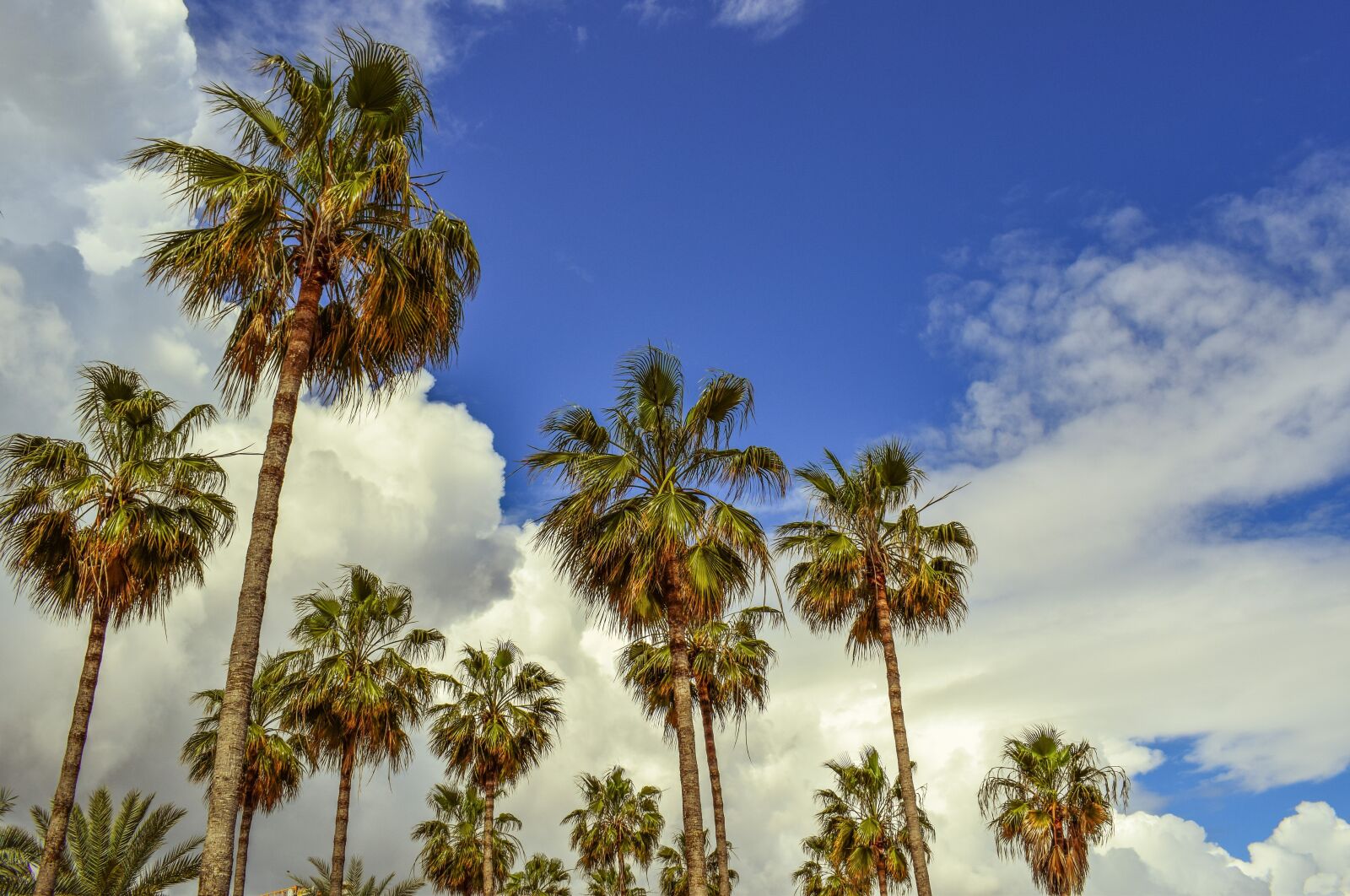 Nikon D3300 sample photo. Palm trees, sky, clouds photography