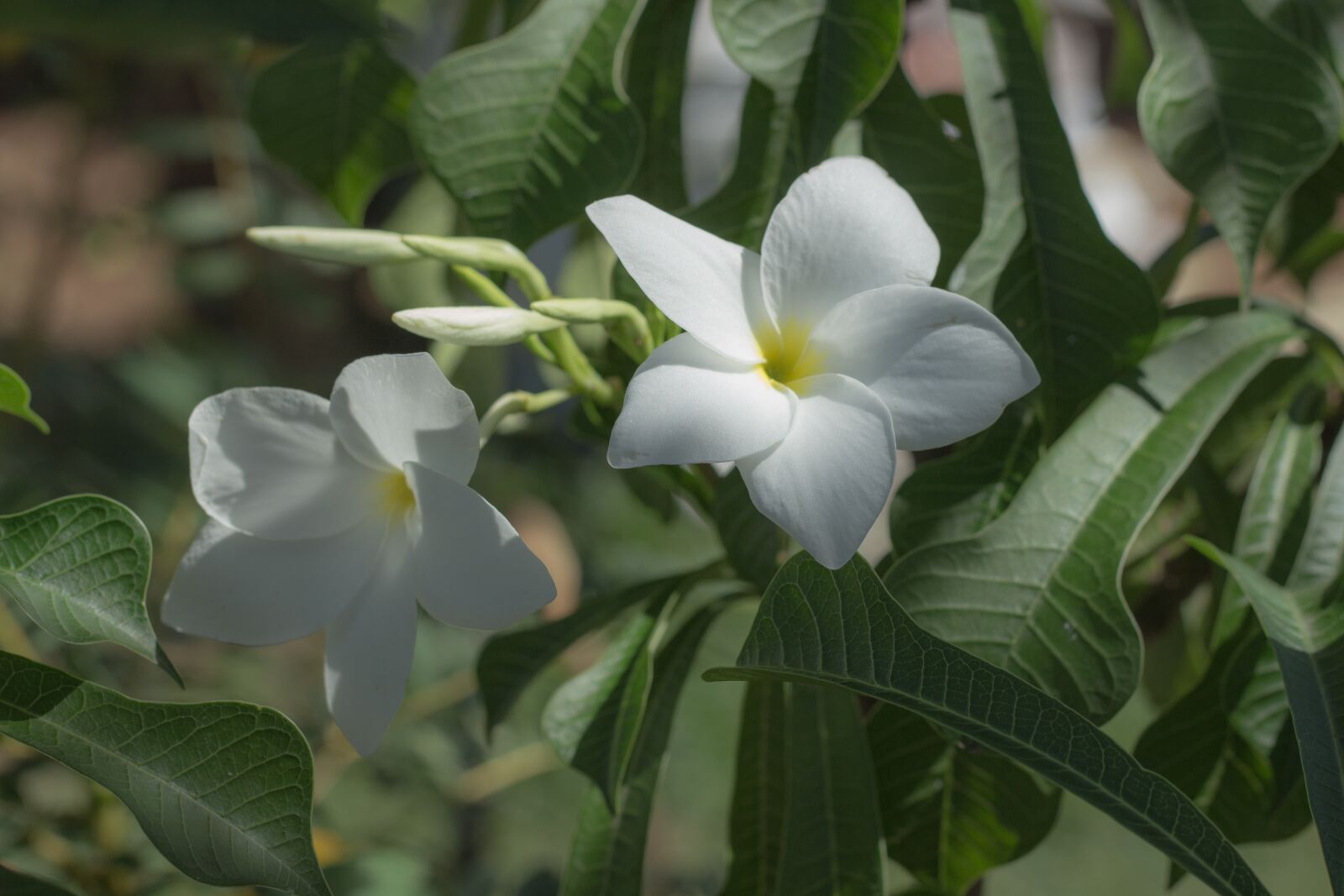 Canon EOS 700D (EOS Rebel T5i / EOS Kiss X7i) + Canon EF 50mm F1.8 STM sample photo. Plant, flowers, nature photography