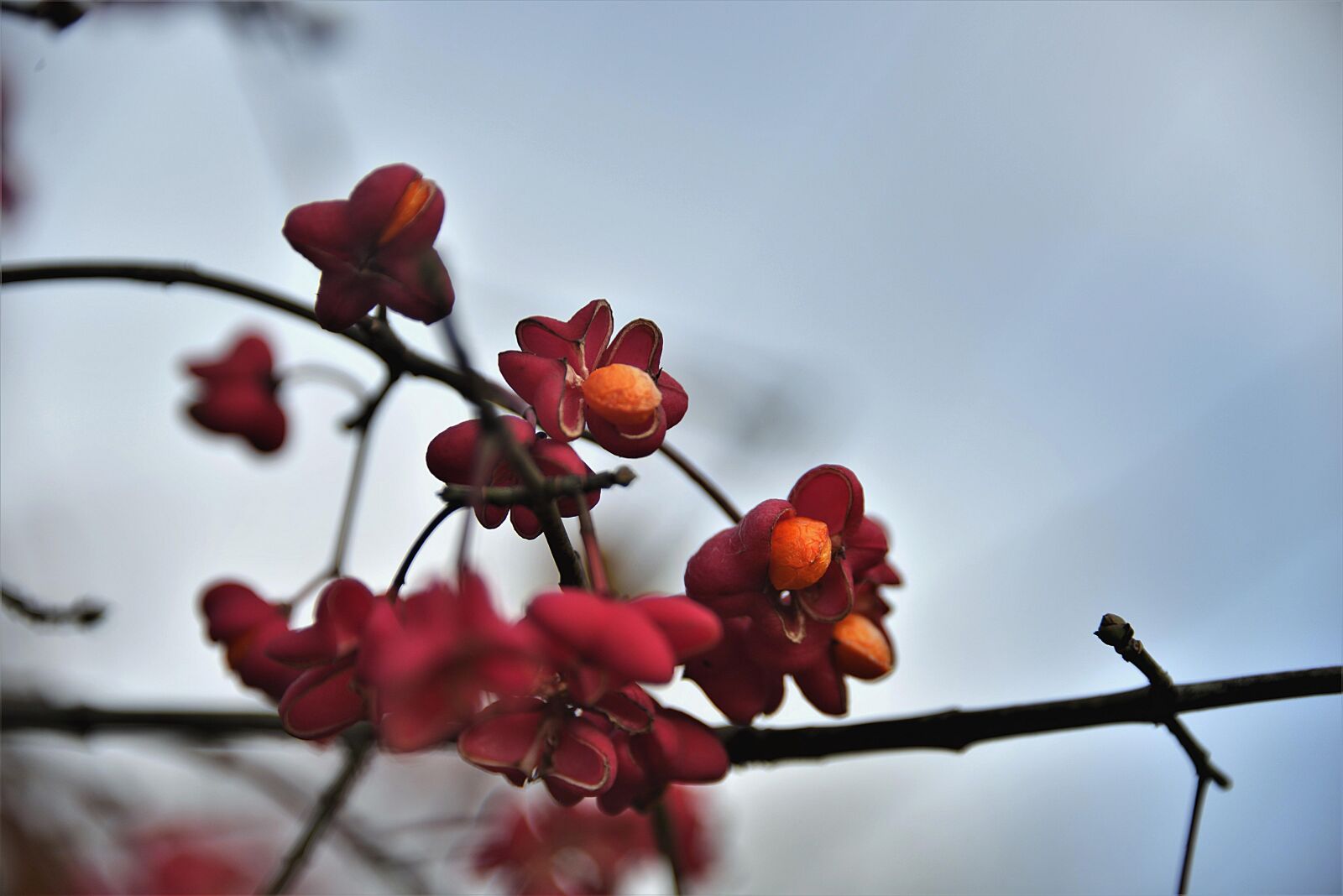 Nikon D610 sample photo. Spindle, fortunei, toxic photography