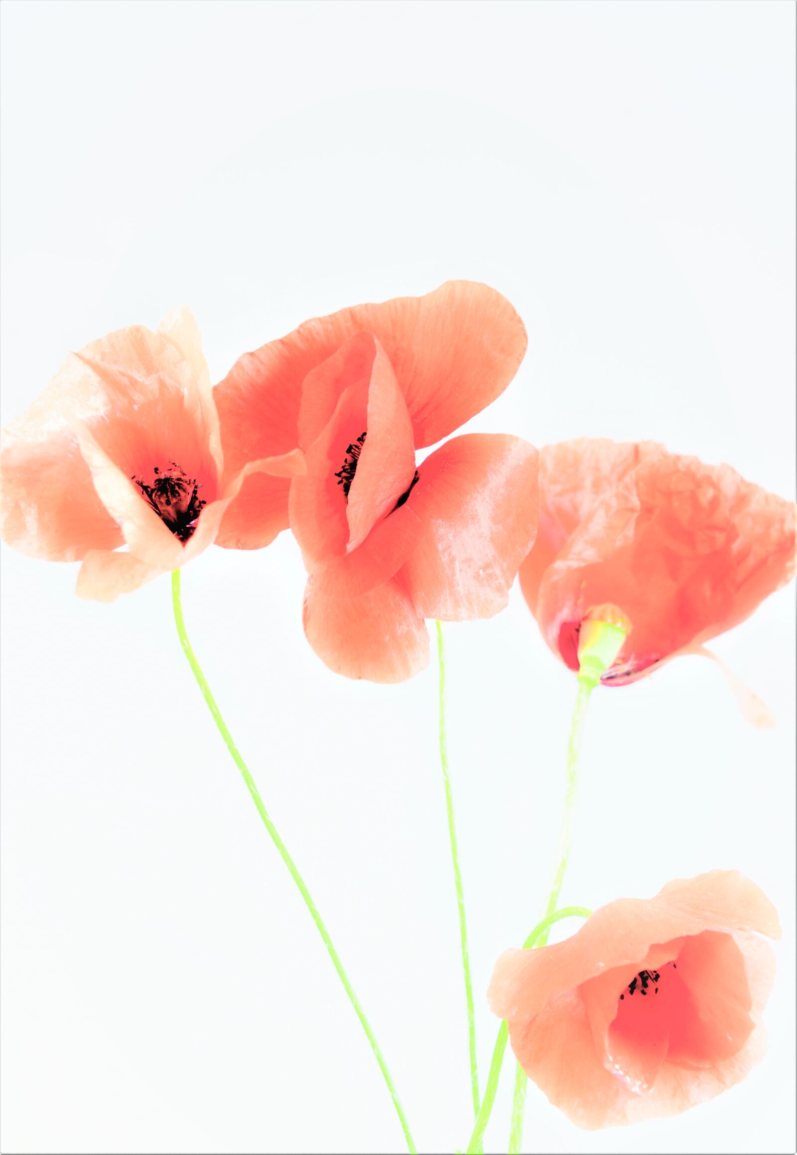 Nikon D5600 sample photo. Flower, white, spring photography