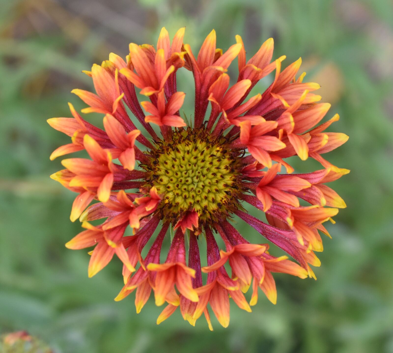 Nikon D5500 sample photo. Flower, gaillardia, red photography