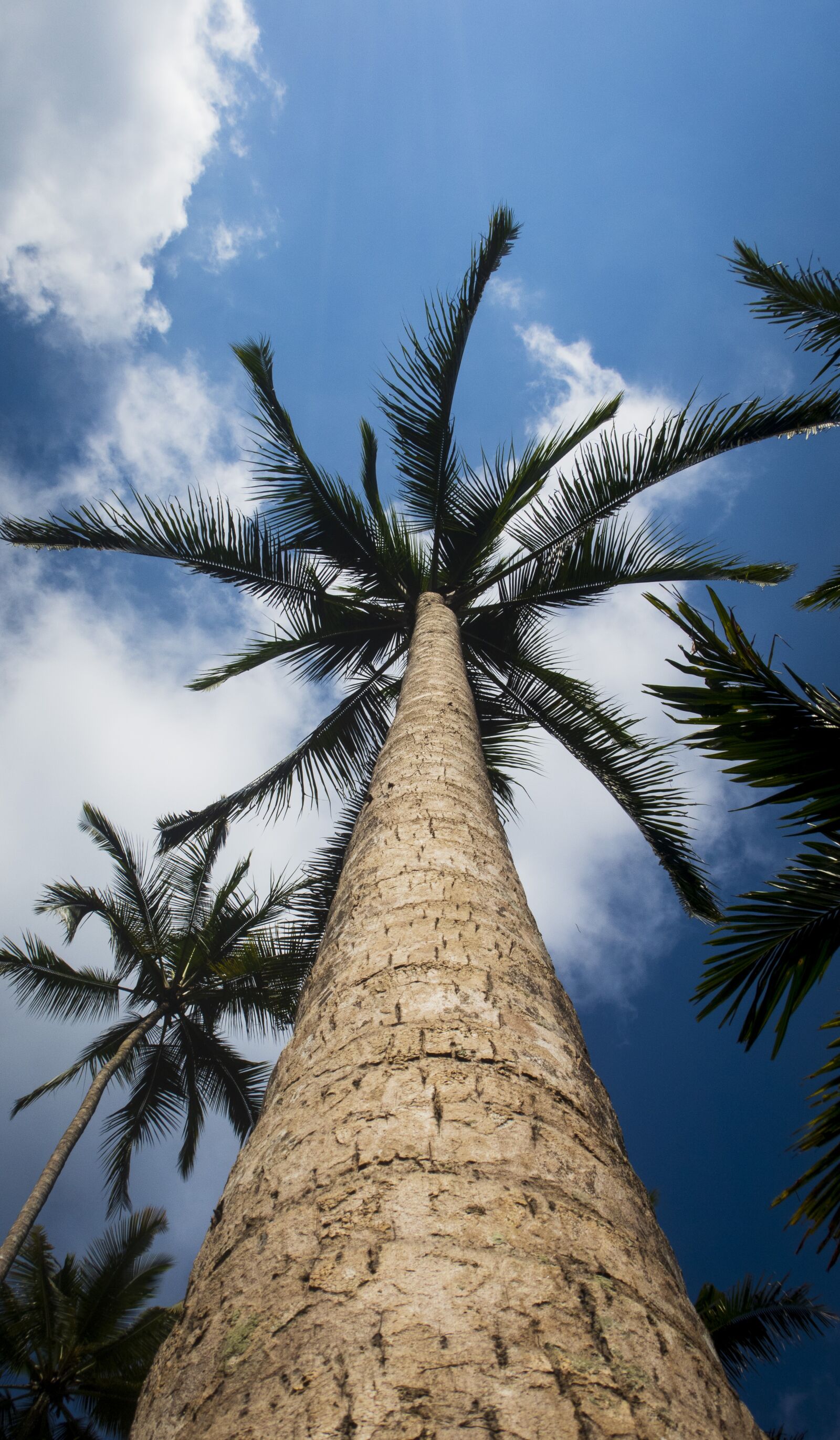 Canon PowerShot G9 X Mark II sample photo. Palm trees, tropics, sky photography