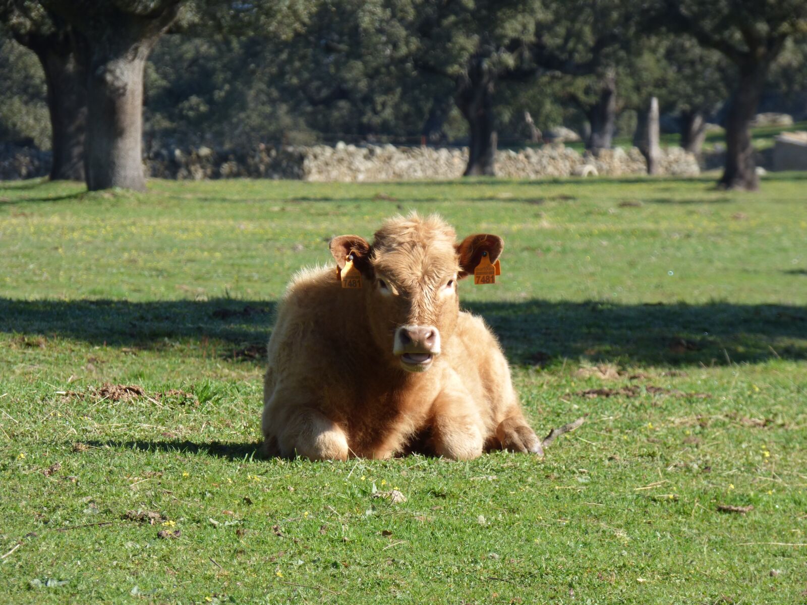 Panasonic DMC-FZ72 sample photo. Cow, filed, grass photography