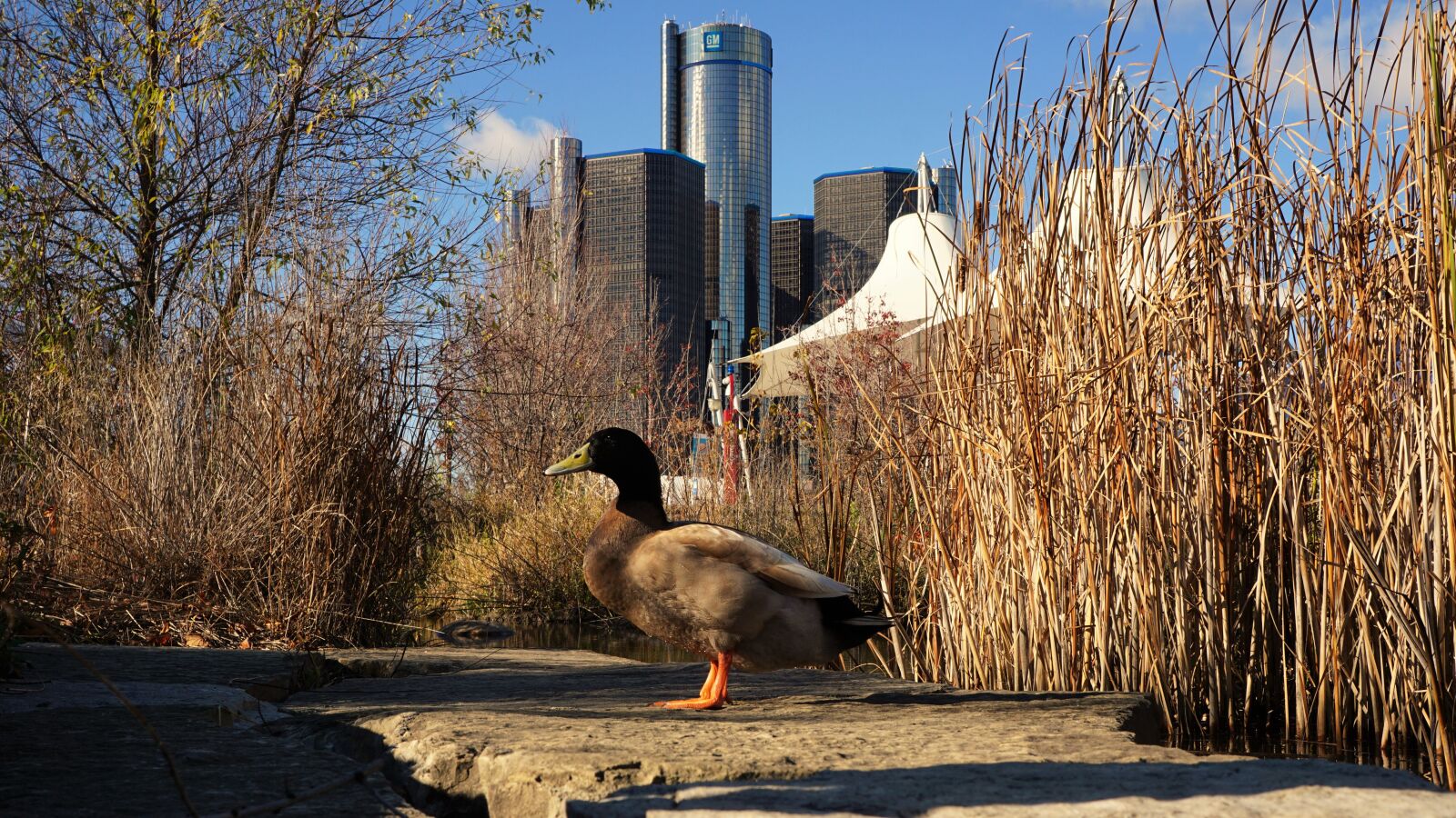 Sony a6000 + Sony E 18-55mm F3.5-5.6 OSS sample photo. Duck, mallard, detroit photography