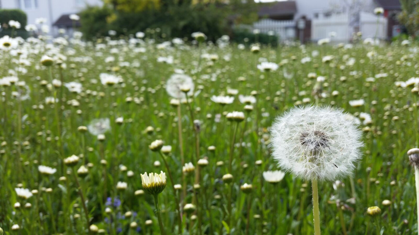 Samsung Galaxy S5 sample photo. Dandelions, flowers, bloom photography