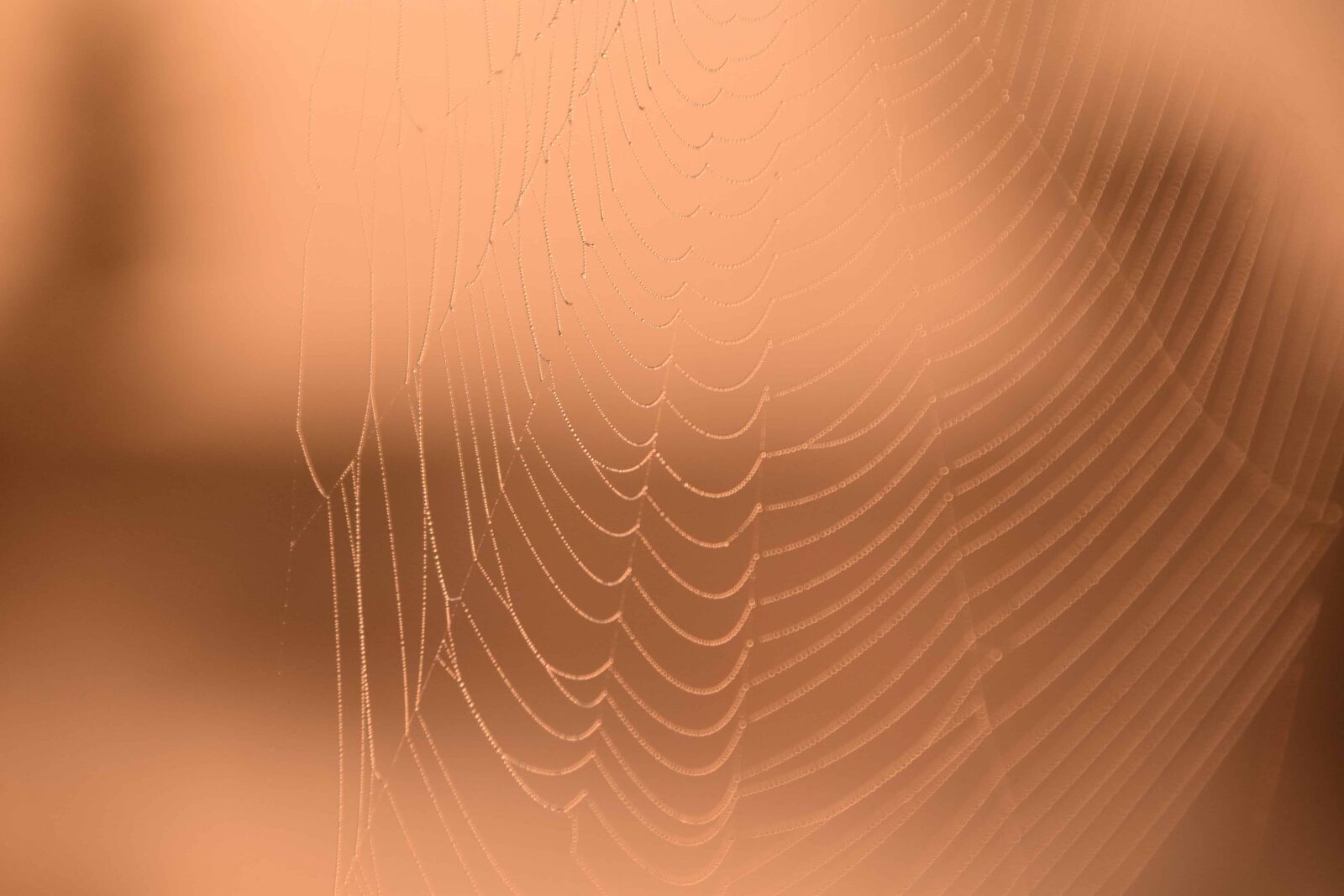 Nikon D3300 sample photo. Macro, detail, outdoor, brown photography