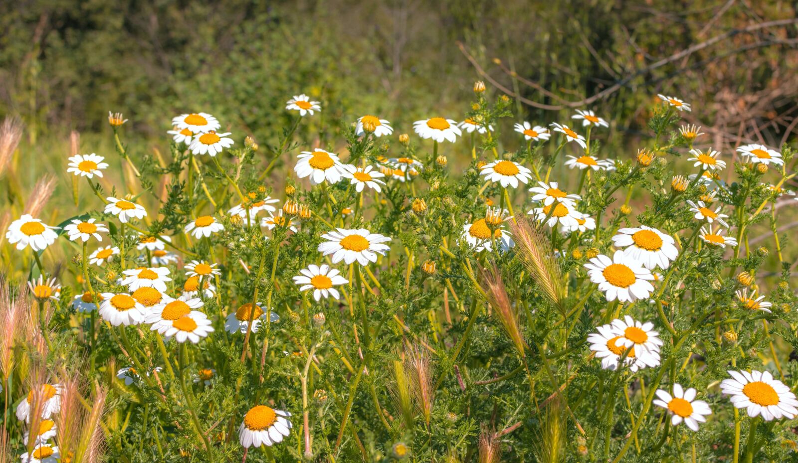 Nikon D3400 sample photo. Field, flowers, nature photography