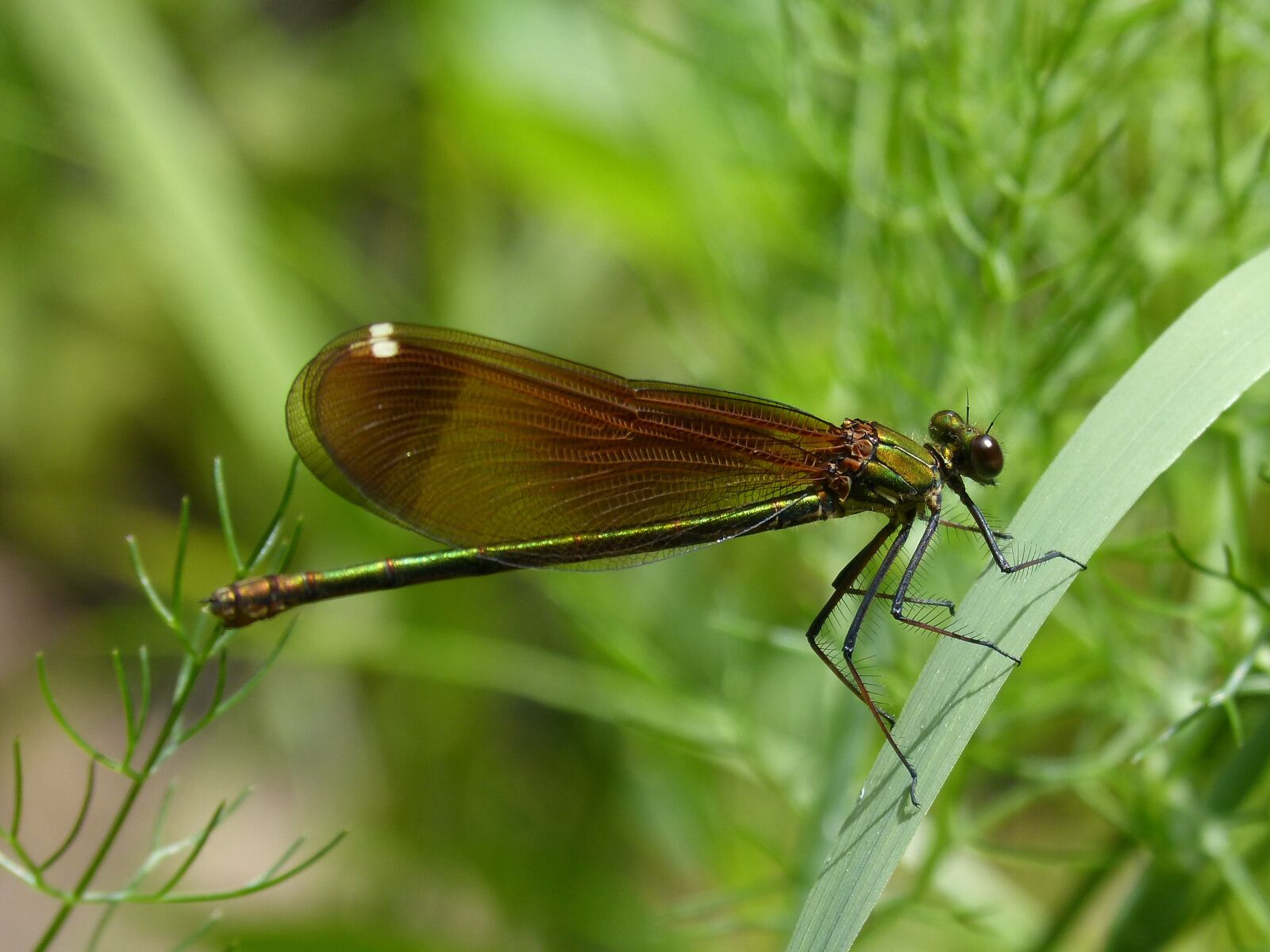 Panasonic DMC-FZ62 sample photo. Calopteryx haemorrhoidalis, dragonfly, wings photography