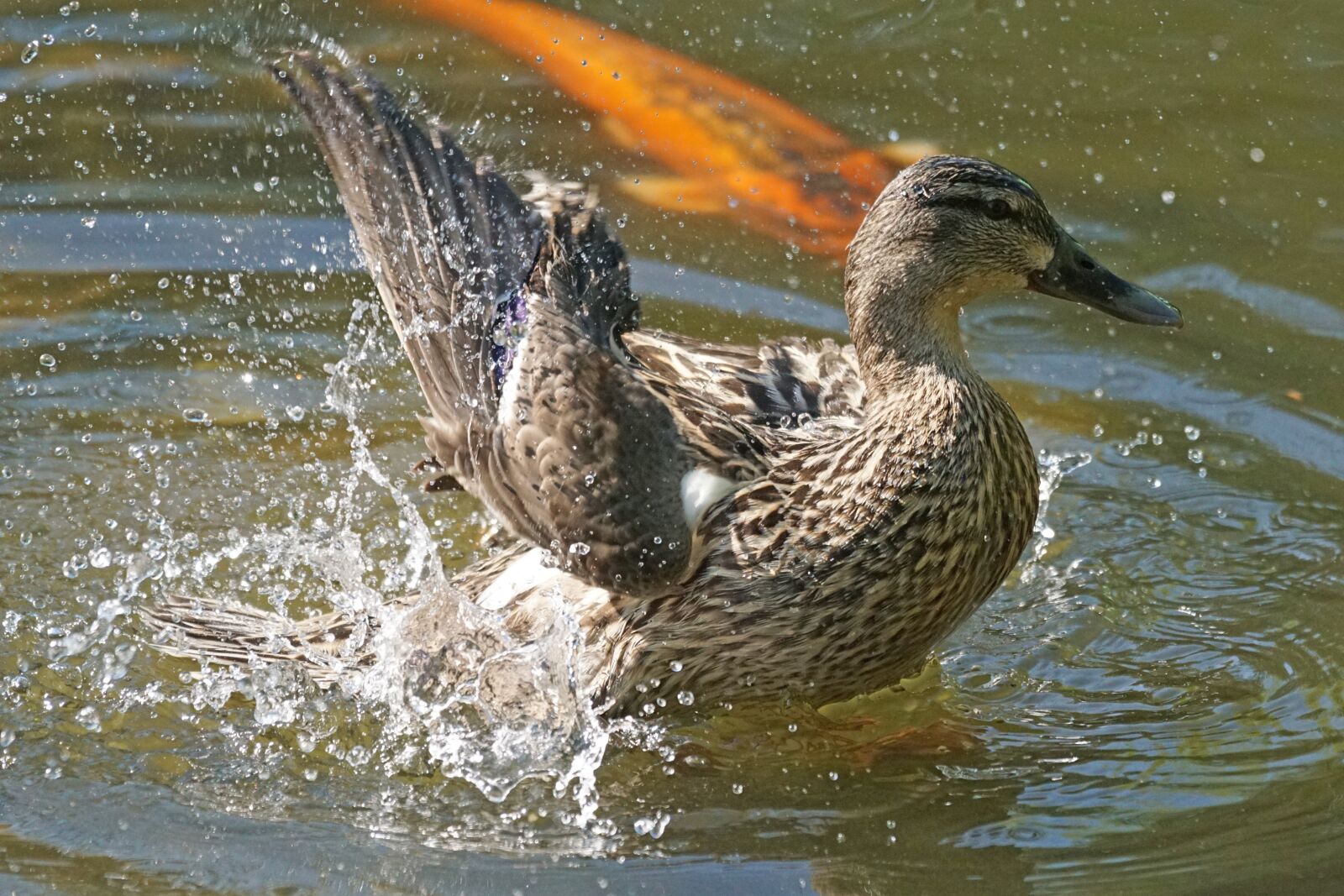 Sony ILCA-77M2 + Sony 70-400mm F4-5.6 G SSM sample photo. Northern shoveler, magpie, duck photography