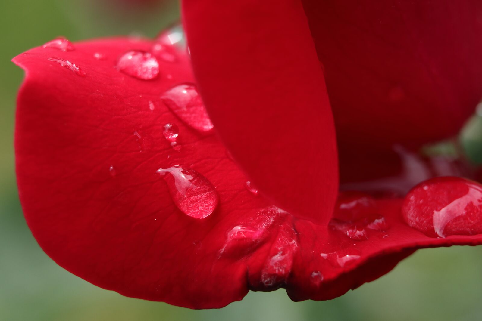 Canon EOS 77D (EOS 9000D / EOS 770D) sample photo. Rose, rosa, leaf photography