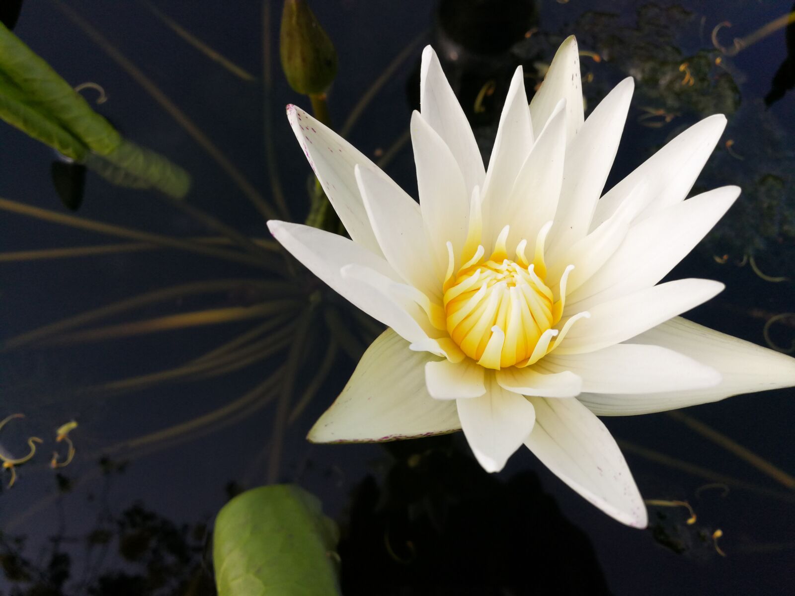 HUAWEI Mate 9 sample photo. Lotus, flower, white photography
