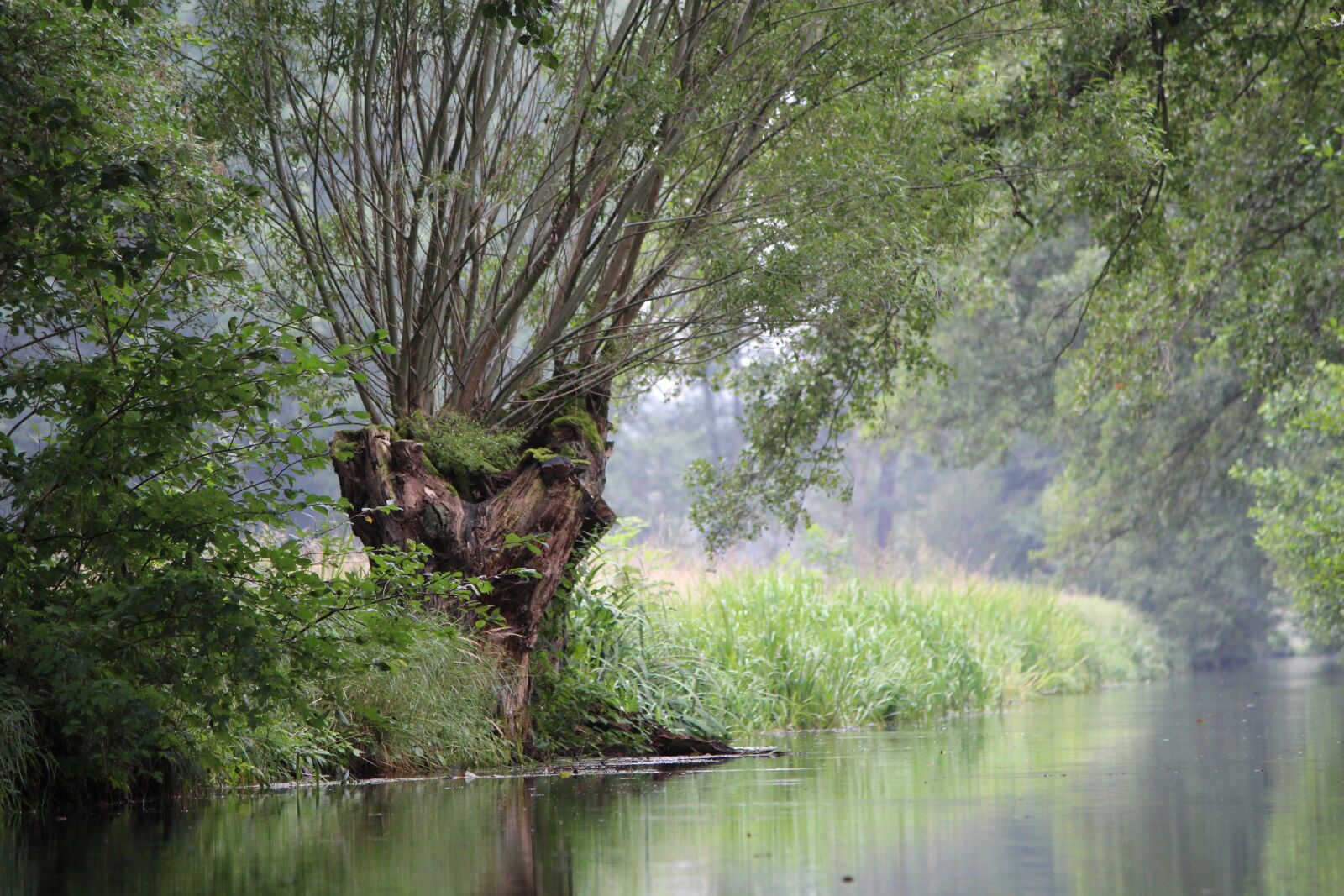Canon EOS 650D (EOS Rebel T4i / EOS Kiss X6i) sample photo. Spreewald, pasture, green photography