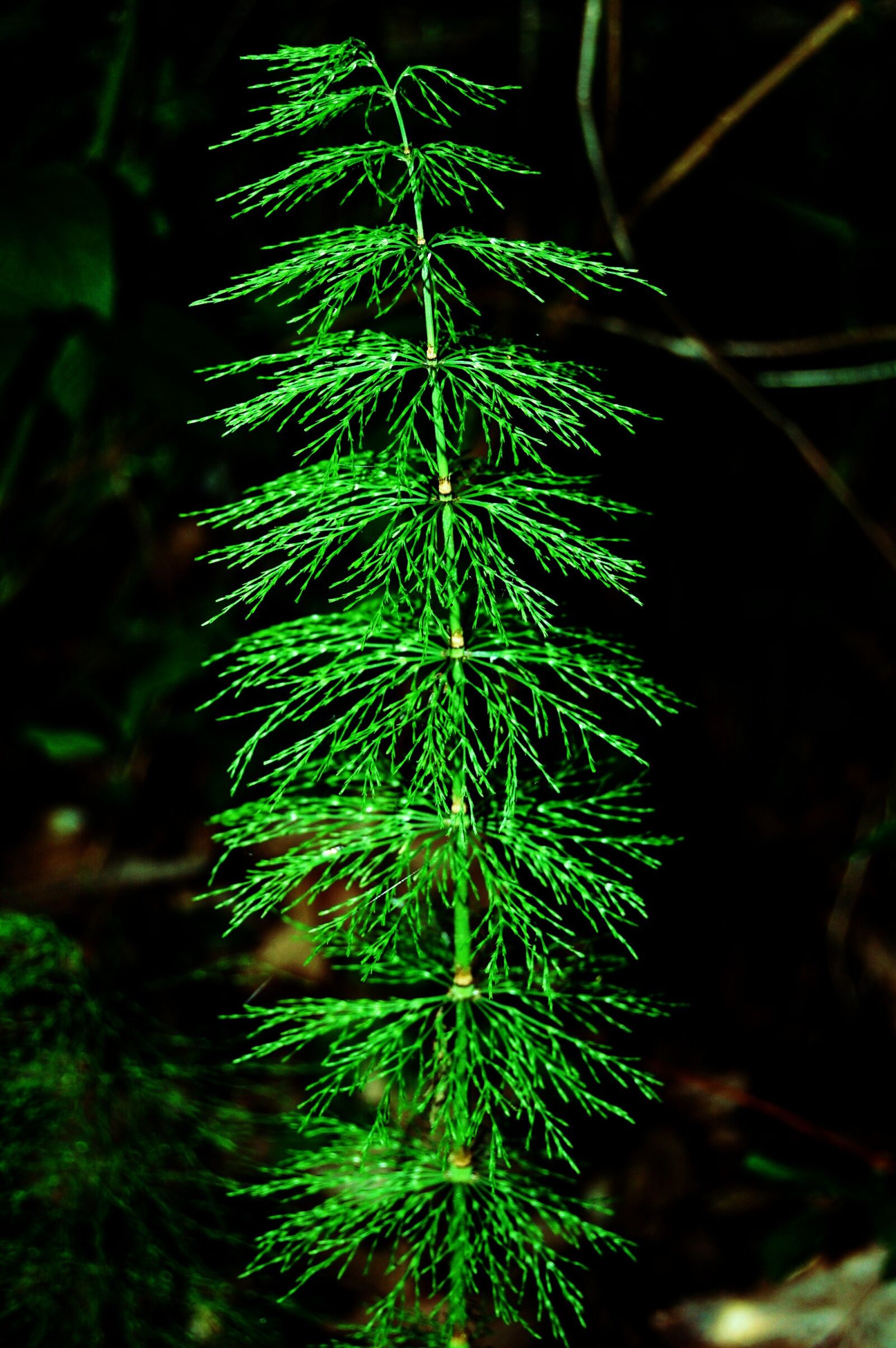 Nikon D40 sample photo. Forest, nature, horsetail photography