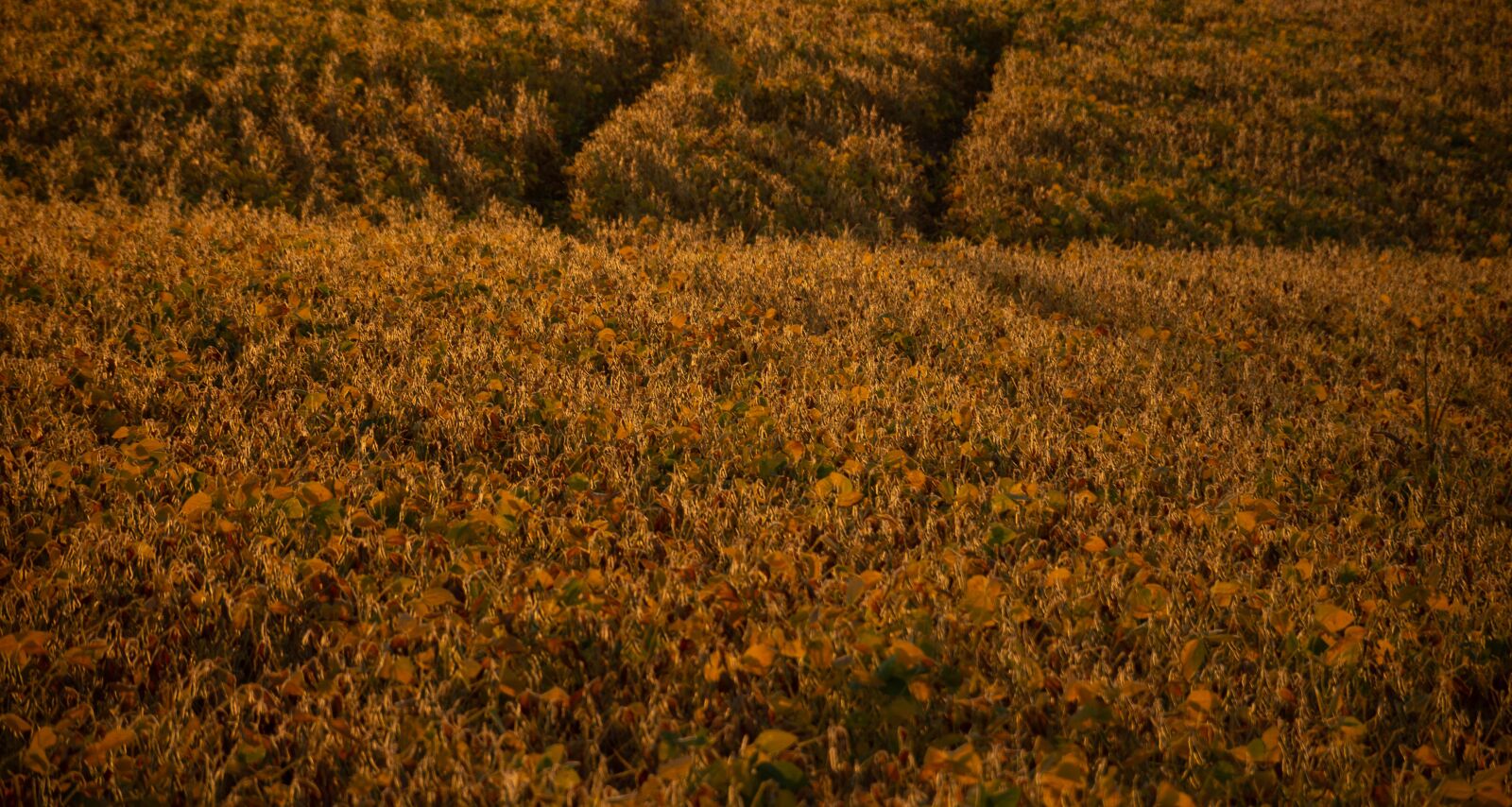 Nikon D7200 sample photo. Field, soy, soybean photography
