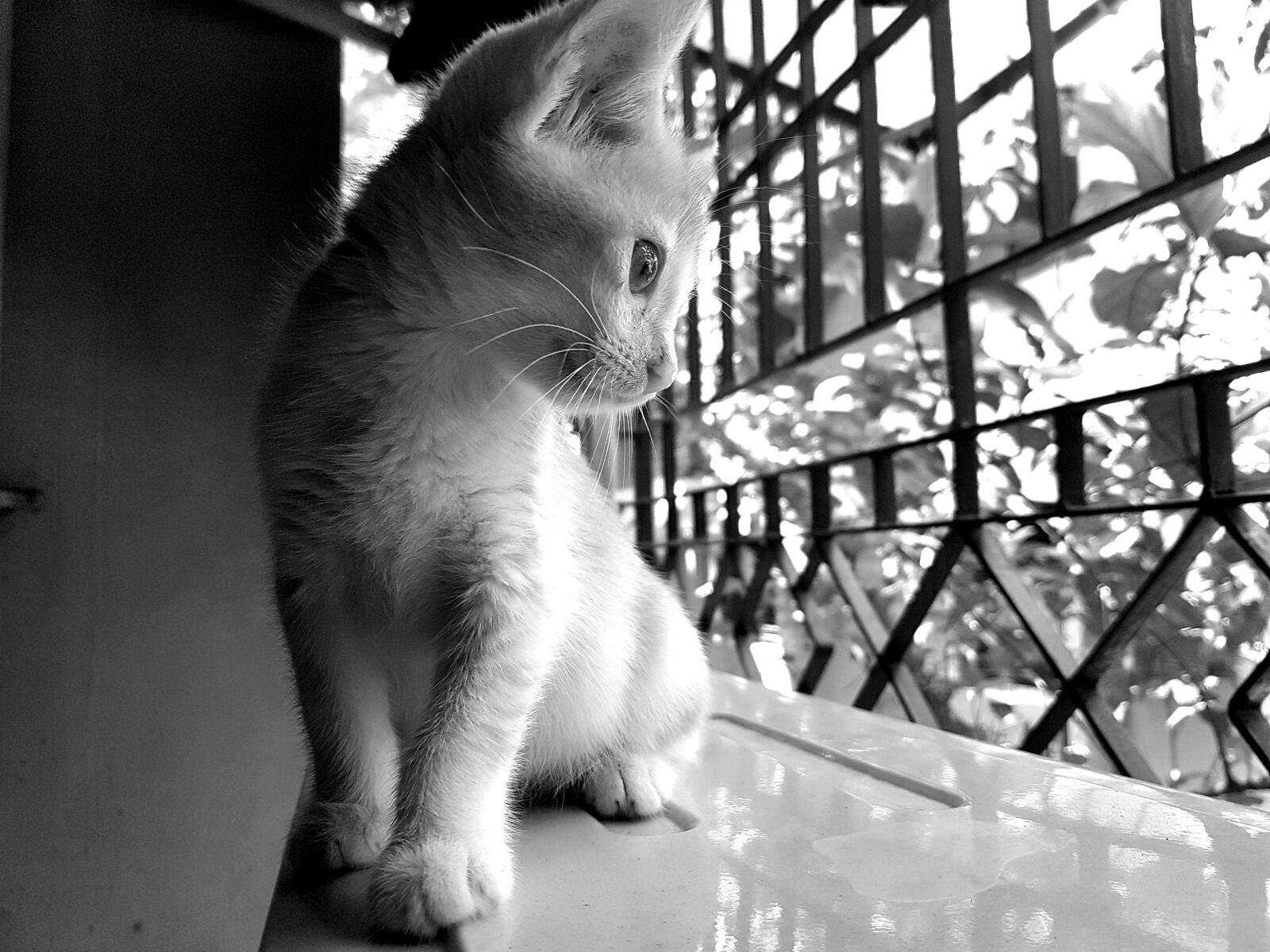 Samsung Galaxy S7 Edge sample photo. Animal, cat, cute, cute photography