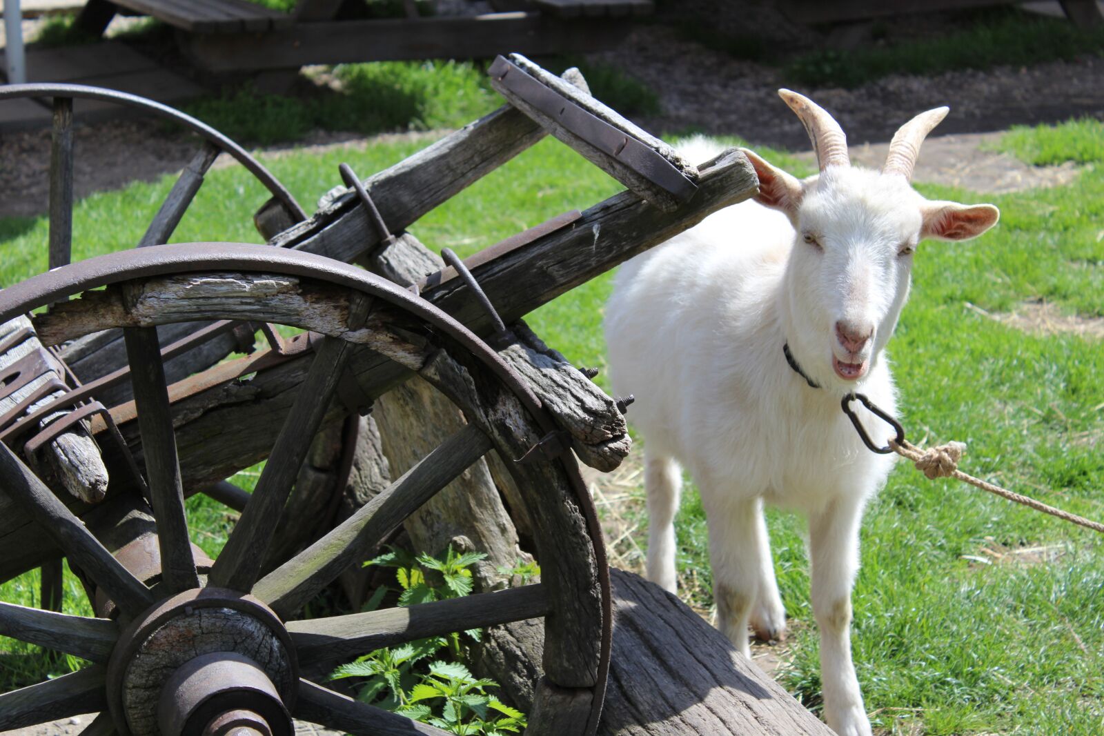 Canon EOS 1200D (EOS Rebel T5 / EOS Kiss X70 / EOS Hi) sample photo. Goat, animal, pet photography