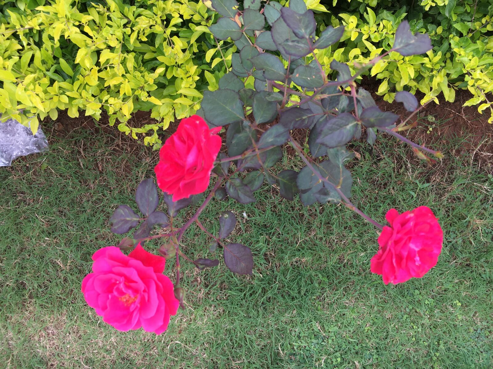 iPhone 6s back camera 4.15mm f/2.2 sample photo
