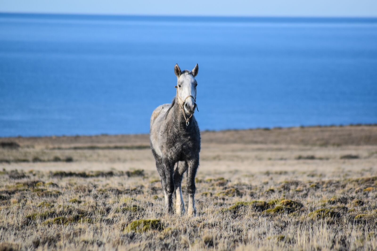 Nikon D5500 sample photo. Equine, wild, nature photography