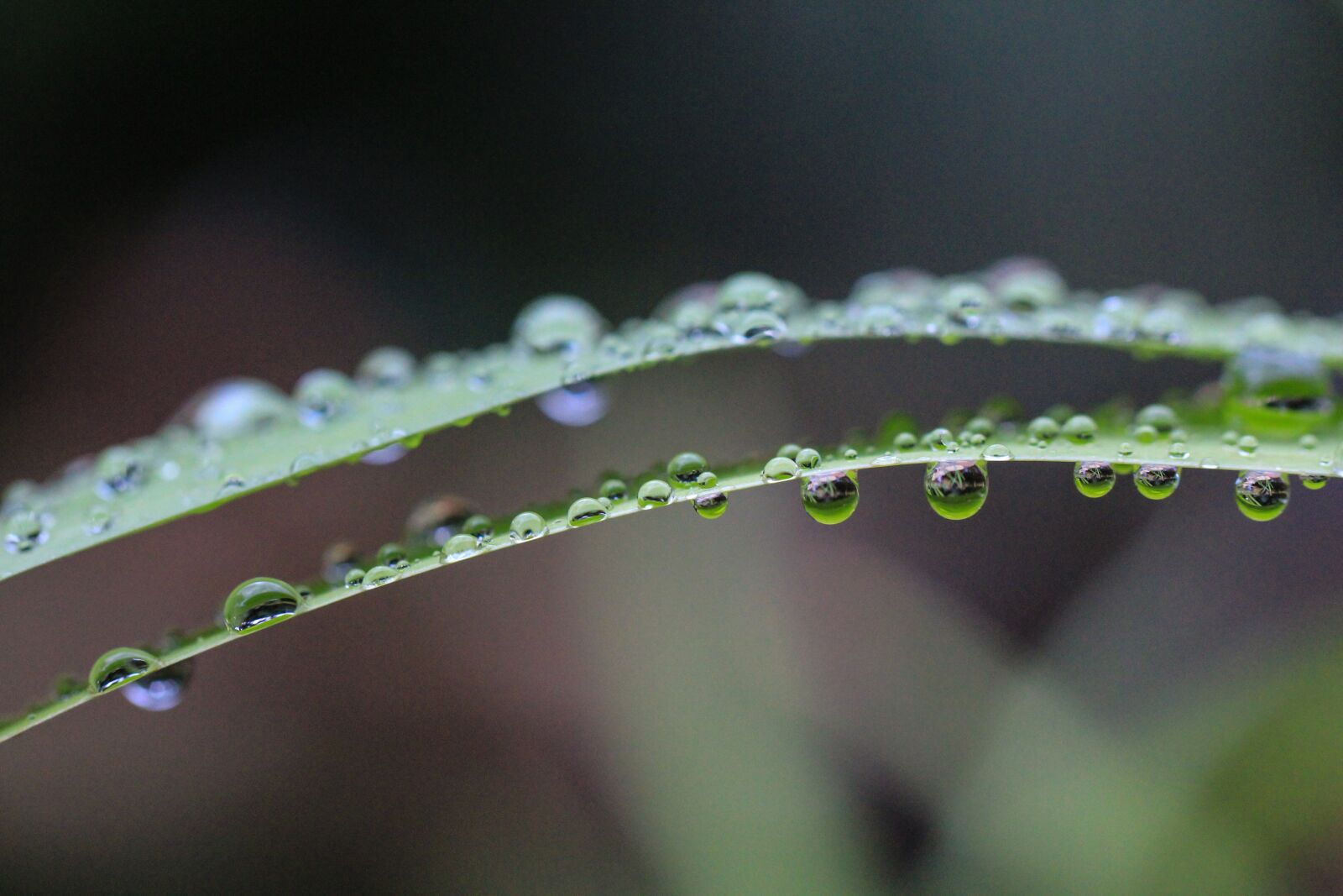 Canon EOS 1200D (EOS Rebel T5 / EOS Kiss X70 / EOS Hi) sample photo. Green, leaf, plant photography