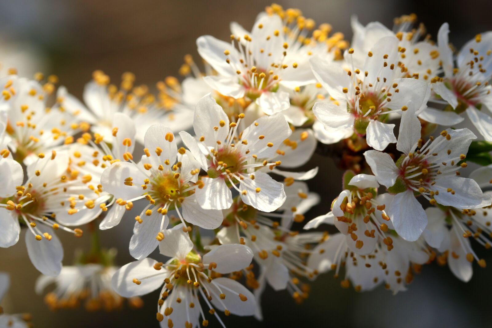 Canon EF-S 60mm F2.8 Macro USM sample photo. Flowers, white, casey photography
