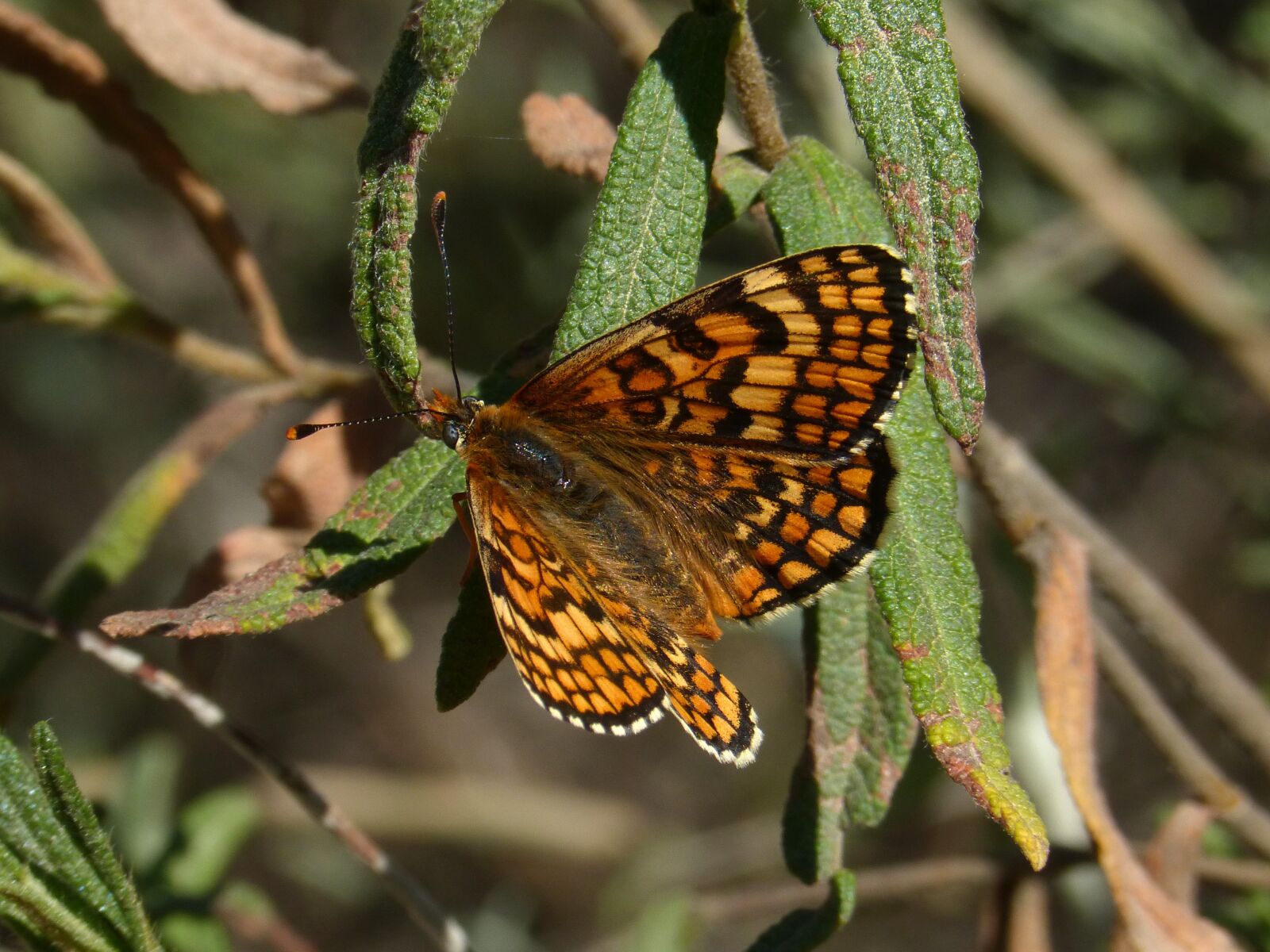 Panasonic DMC-FZ62 sample photo. Melitaea phoebe, butterfly, orange photography