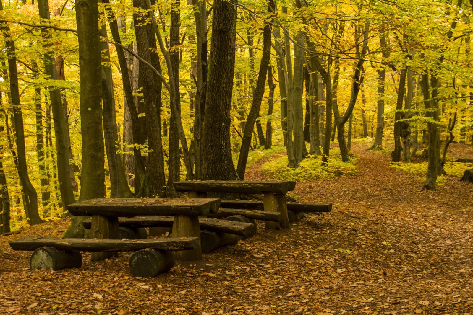 Canon EOS 7D sample photo. Forest, bench, table photography