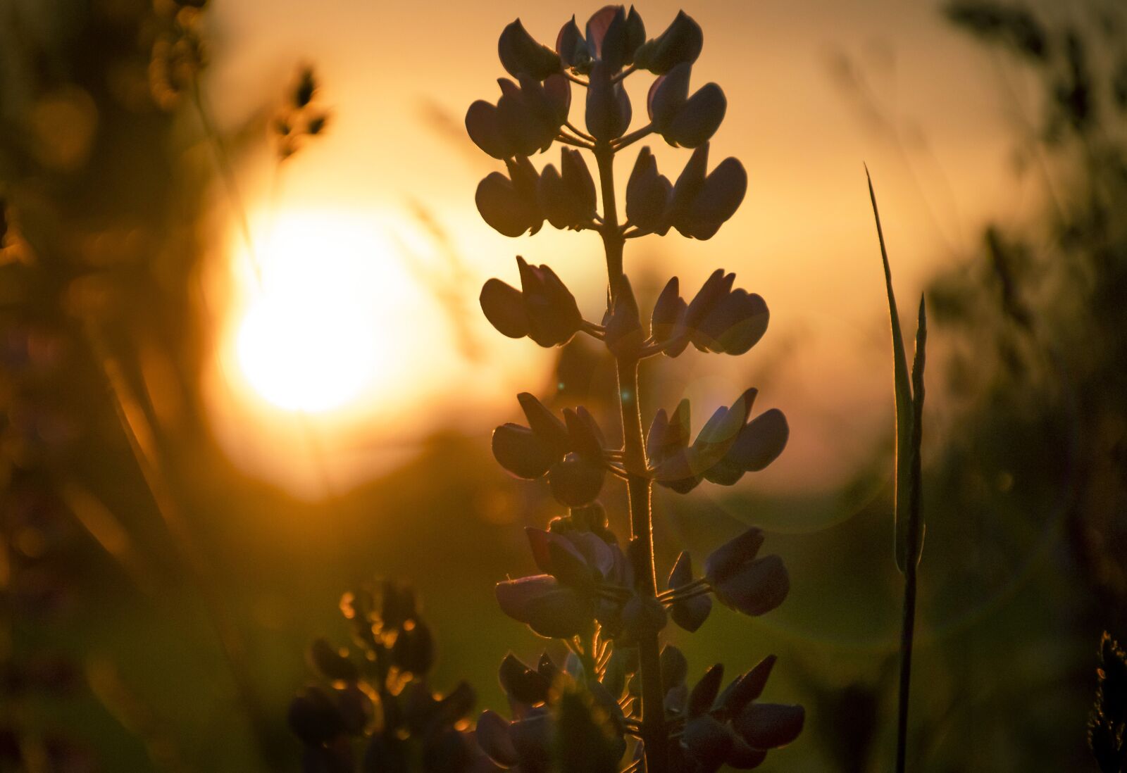 Nikon D7500 sample photo. Sunset, himmel, twilight photography