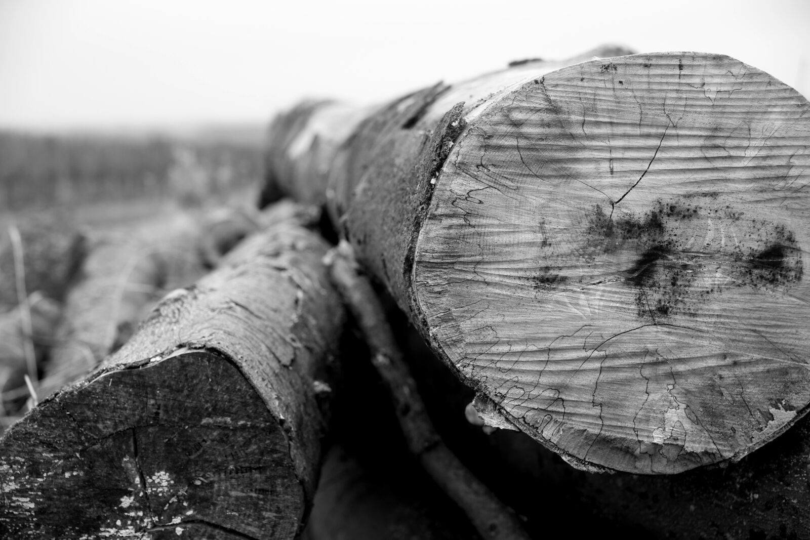Canon EOS-1D X sample photo. Strains of black-and-white, wood photography