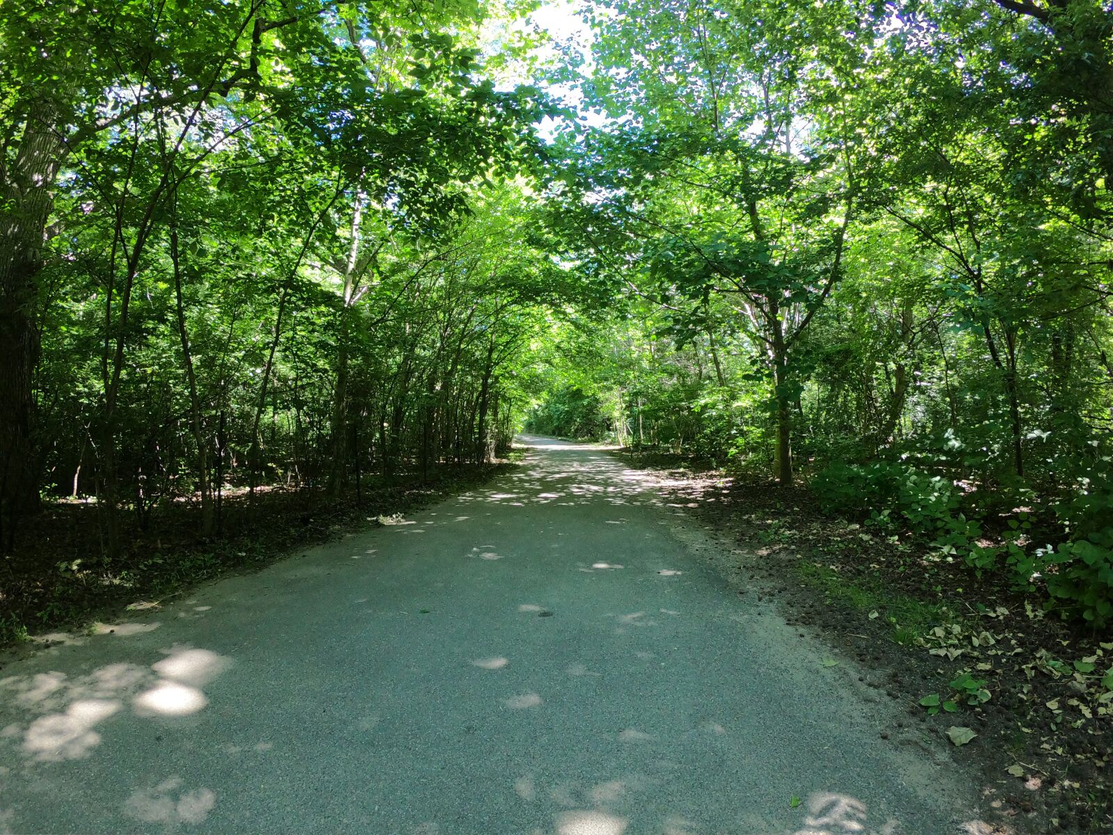 GoPro Hero6 Black sample photo. Forest, path, nature photography