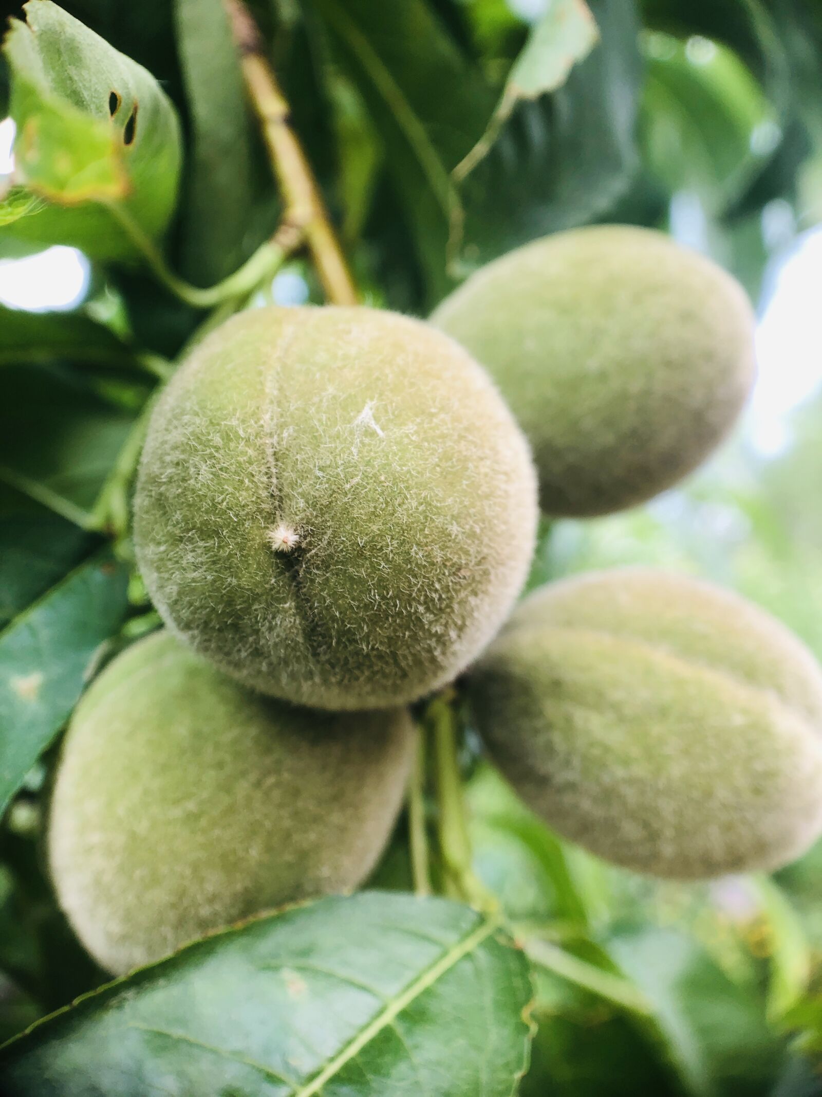 iPhone 8 back camera 3.99mm f/1.8 sample photo. Fruit, green, fresh photography