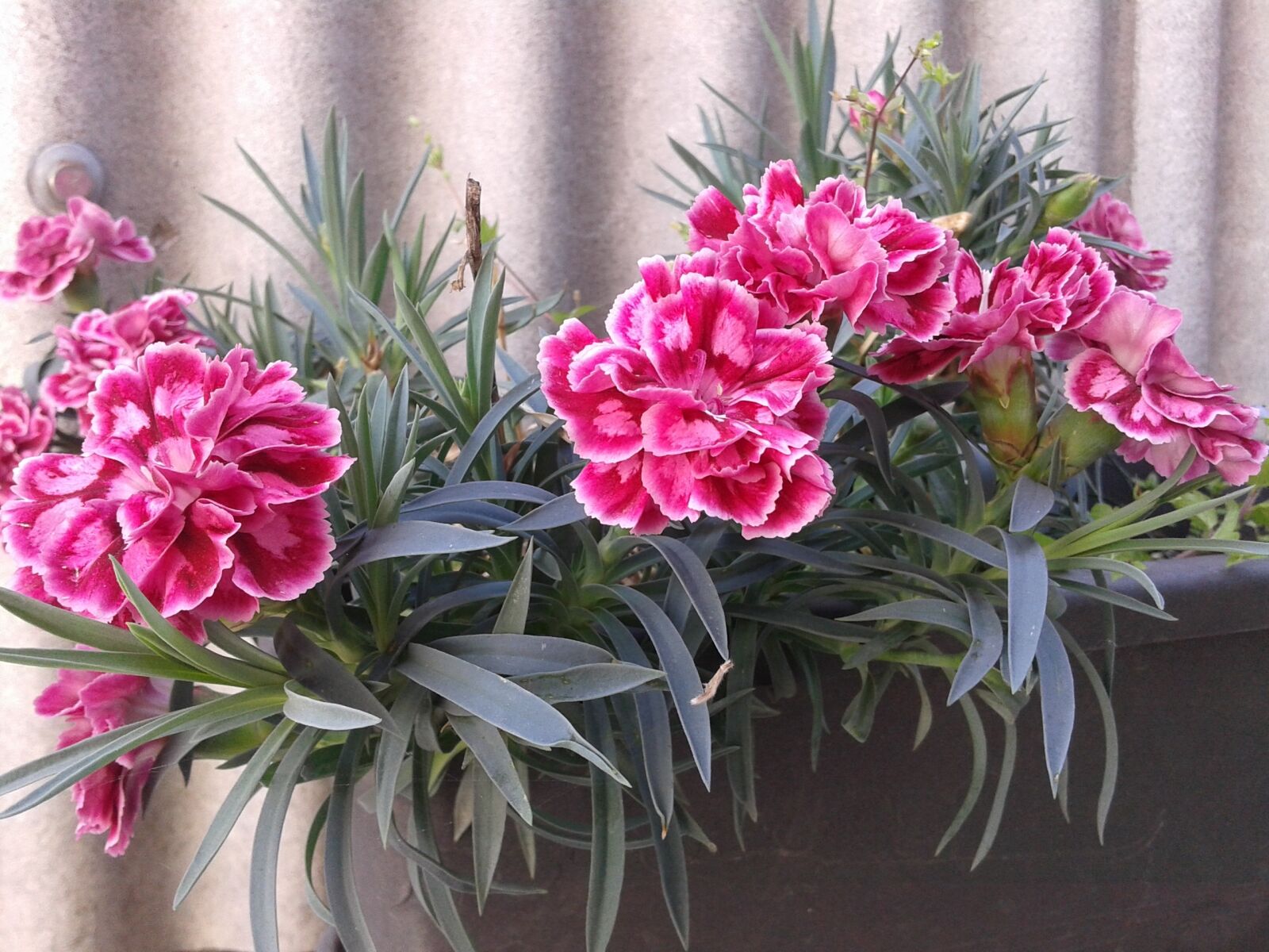 Samsung Galaxy Core sample photo. Carnation, flower, spring photography