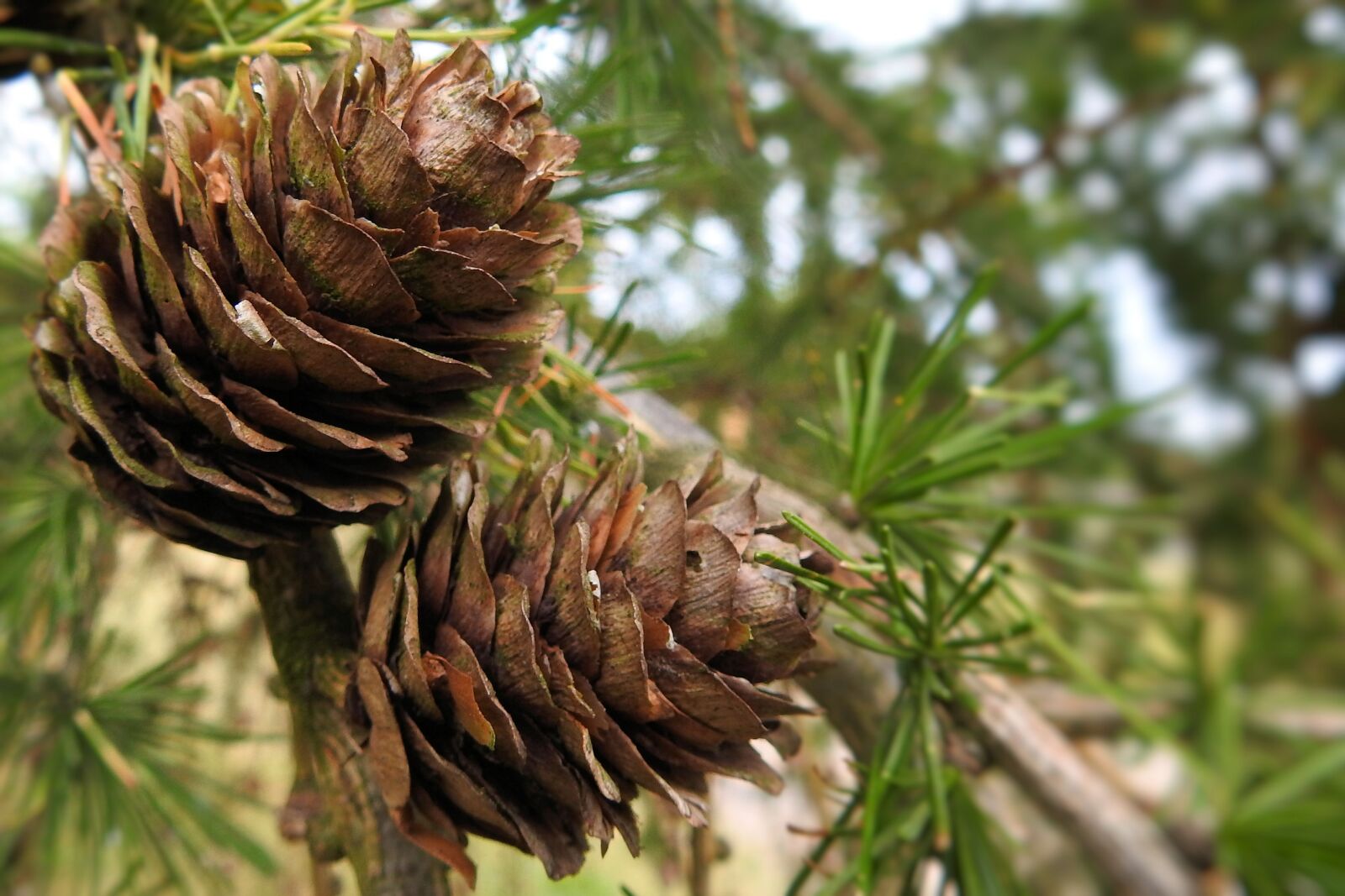 Nikon Coolpix P900 sample photo. Larch cones, brown tap photography