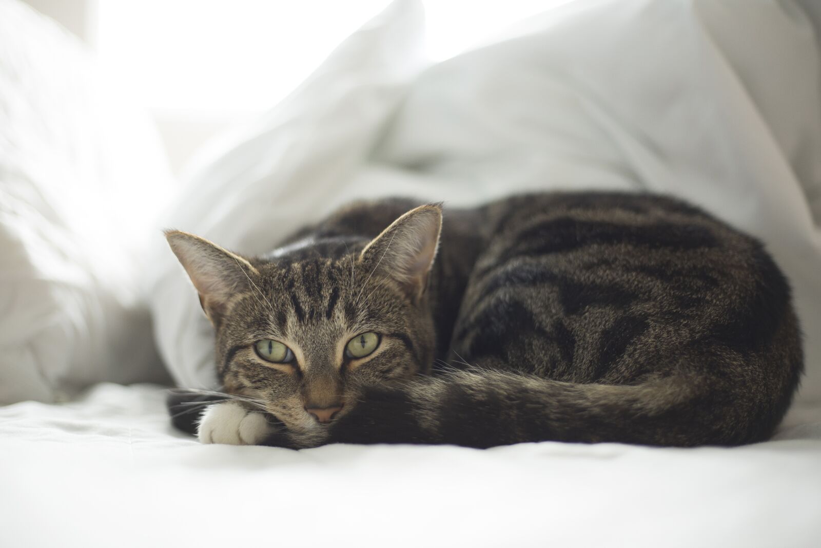 Canon EOS 5D Mark III + Canon EF 50mm F1.8 STM sample photo. Cat, pet, animal photography