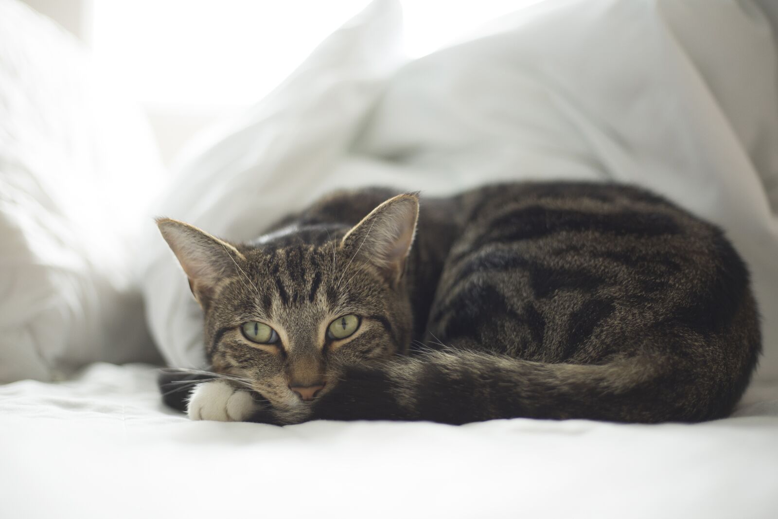 Canon EOS 5D Mark III sample photo. Cat, pet, animal photography