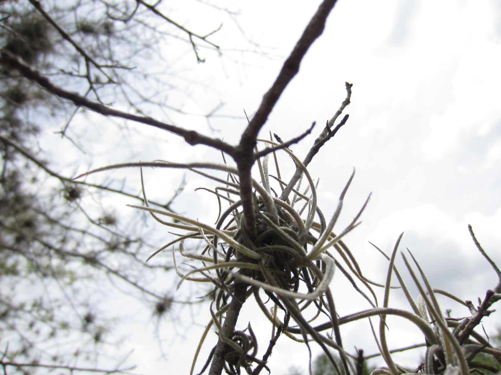 Canon PowerShot ELPH 300 HS (IXUS 220 HS / IXY 410F) sample photo. Albero, celo, macro, sky photography