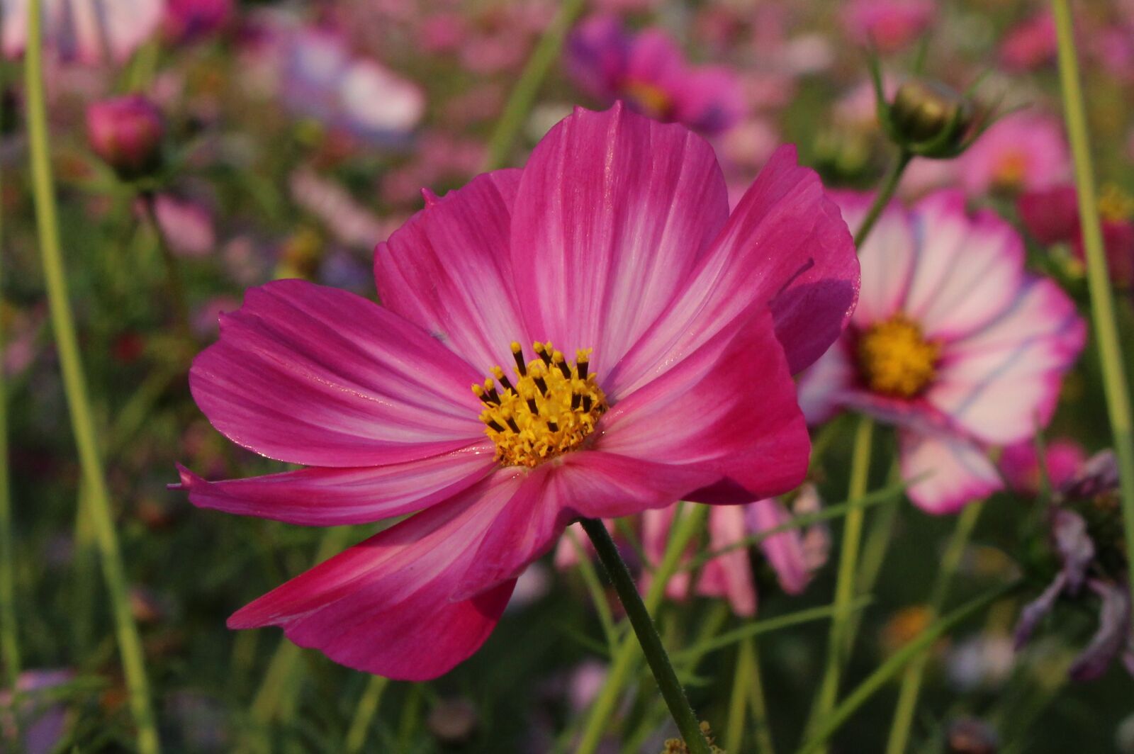 Canon EOS 100D (EOS Rebel SL1 / EOS Kiss X7) sample photo. Gesanghua, flowers, views photography