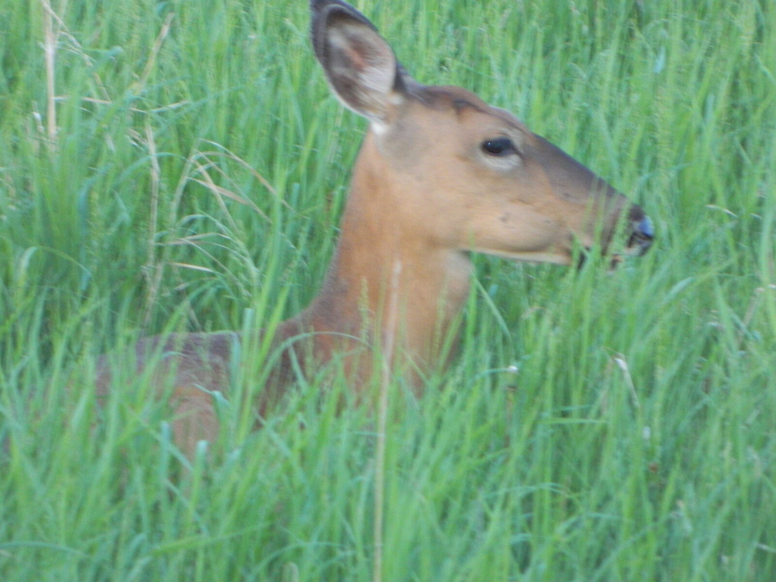 Nikon COOLPIX L310 sample photo. Deer, doe, grass, green photography