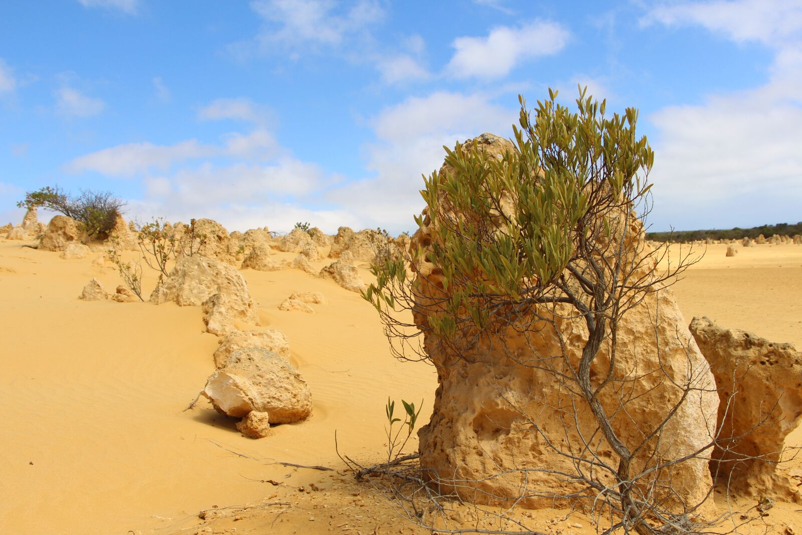 Canon EF-S 18-135mm F3.5-5.6 IS STM sample photo. Desert, bush, stone photography