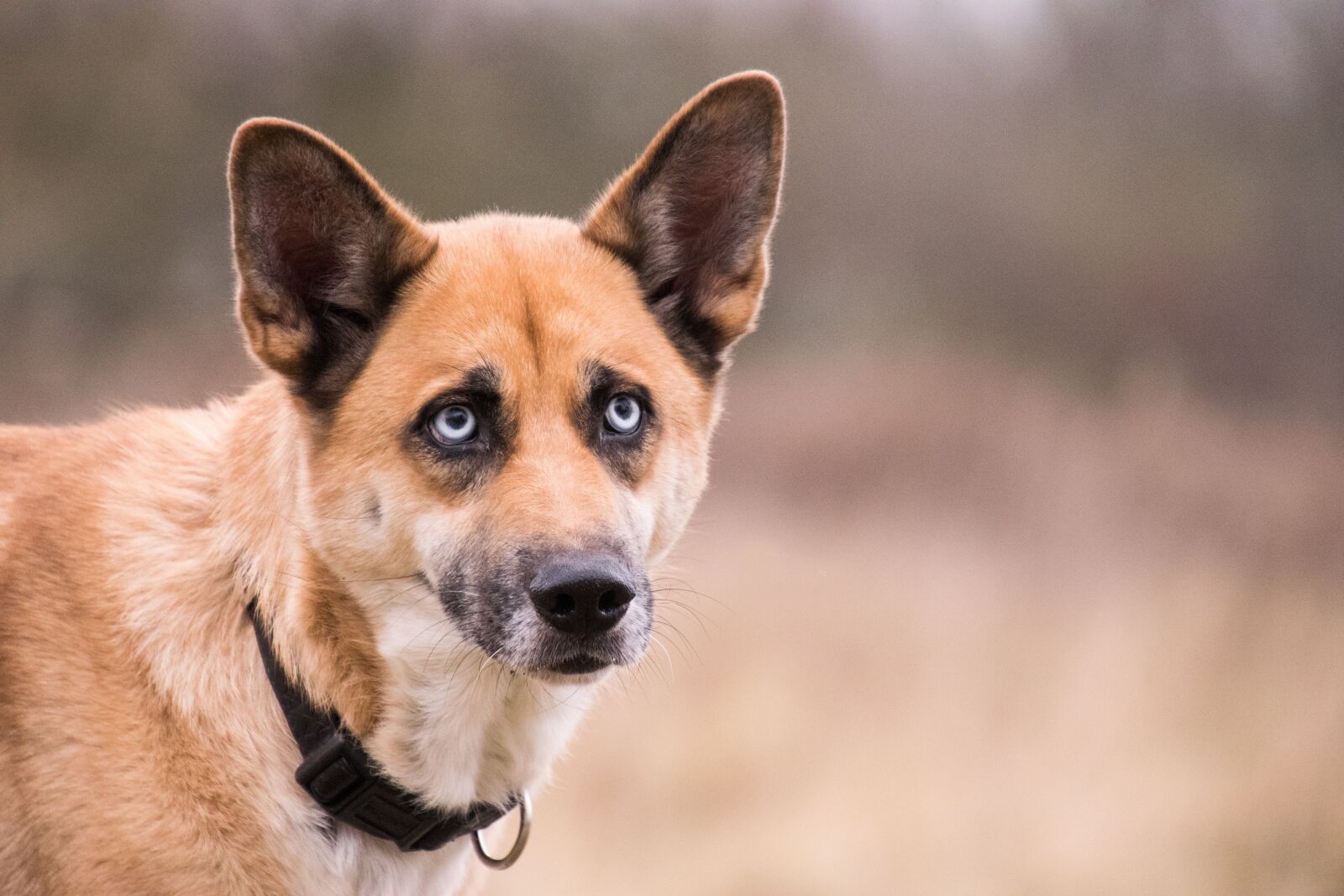 Nikon D3300 sample photo. Cute, animal, dog photography