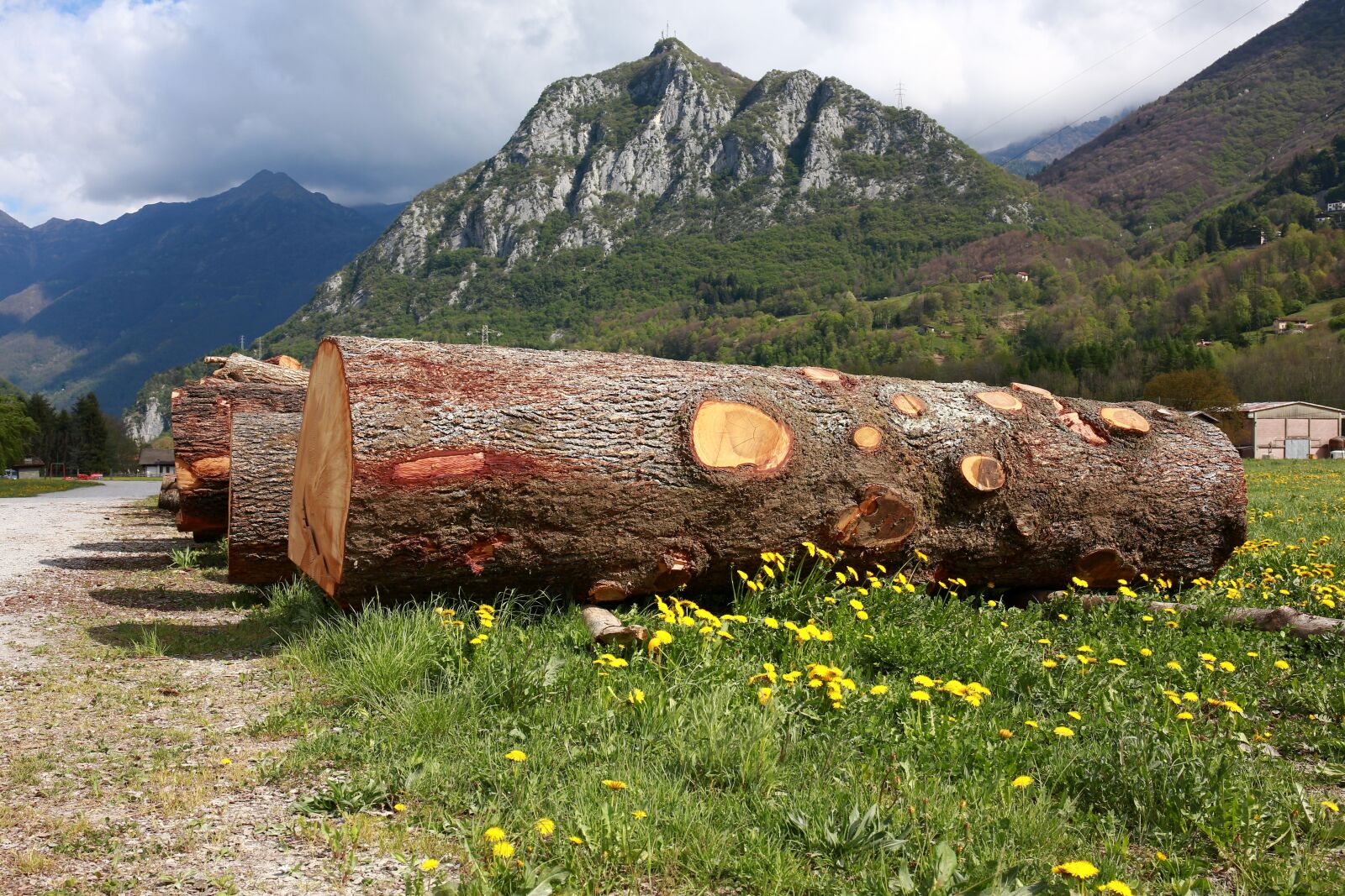 Canon EOS 5D Mark III sample photo. Trunks, trees, tree trunk photography