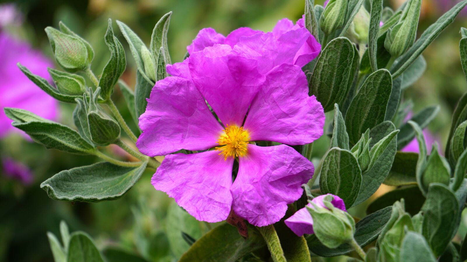 Sony E 55-210mm F4.5-6.3 OSS sample photo. Plant, flower, garden photography