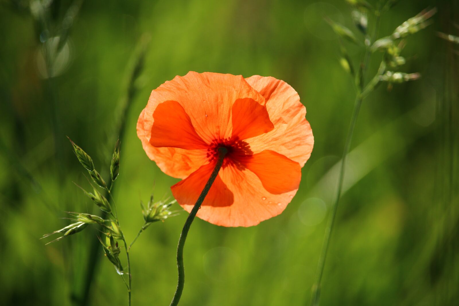 Canon EOS 100D (EOS Rebel SL1 / EOS Kiss X7) sample photo. Blossom, bloom, poppy photography