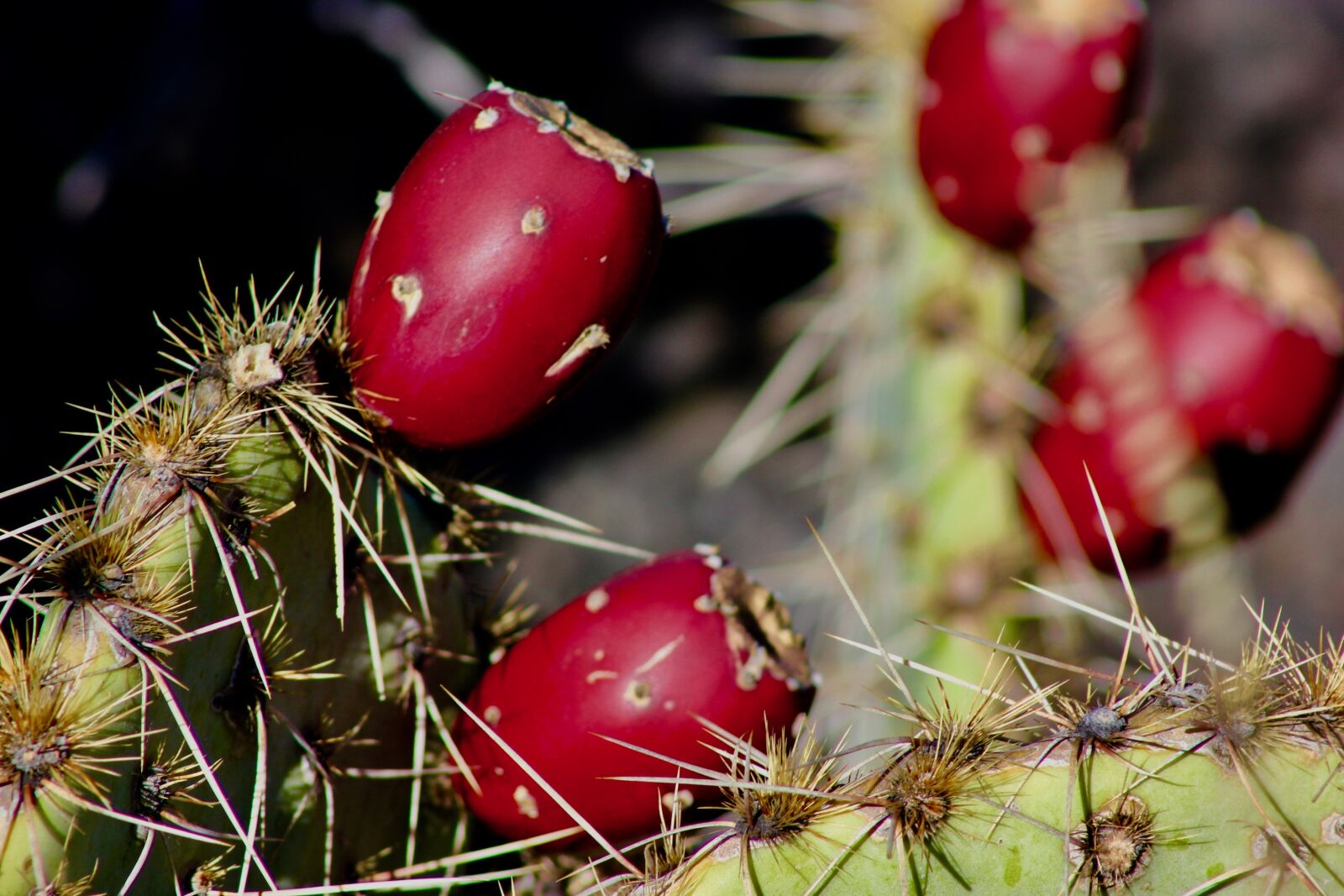 Canon EOS 550D (EOS Rebel T2i / EOS Kiss X4) sample photo. Cactus, prickly pears, close photography