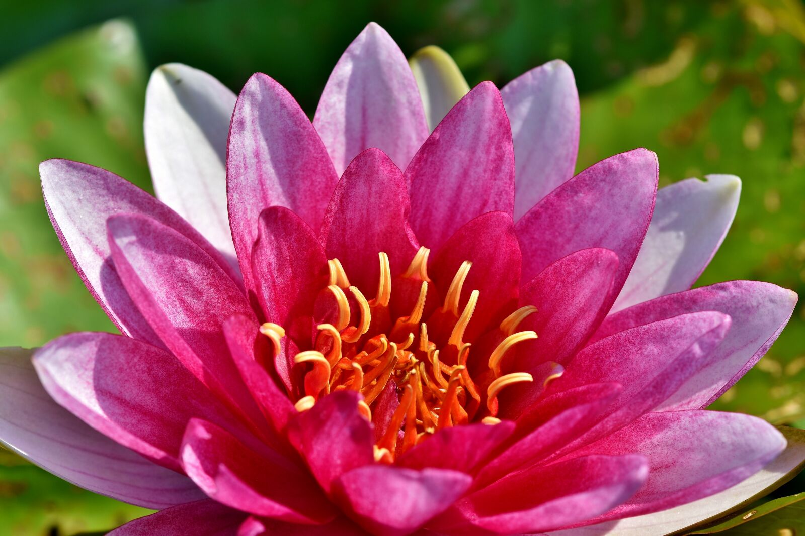 Nikon D7200 sample photo. Water lily, pond, lake photography